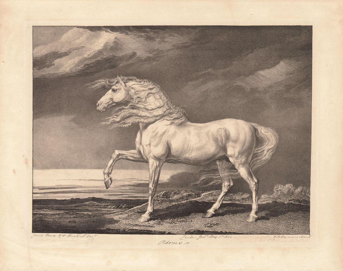 Adonis - James Ward