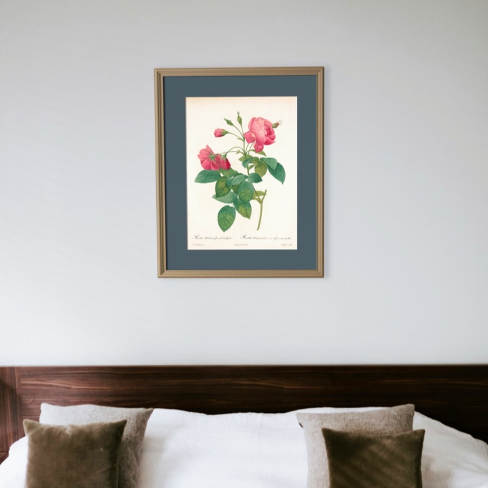 Gül (Rosa Reclinata) - Pierre-Joseph Redouté