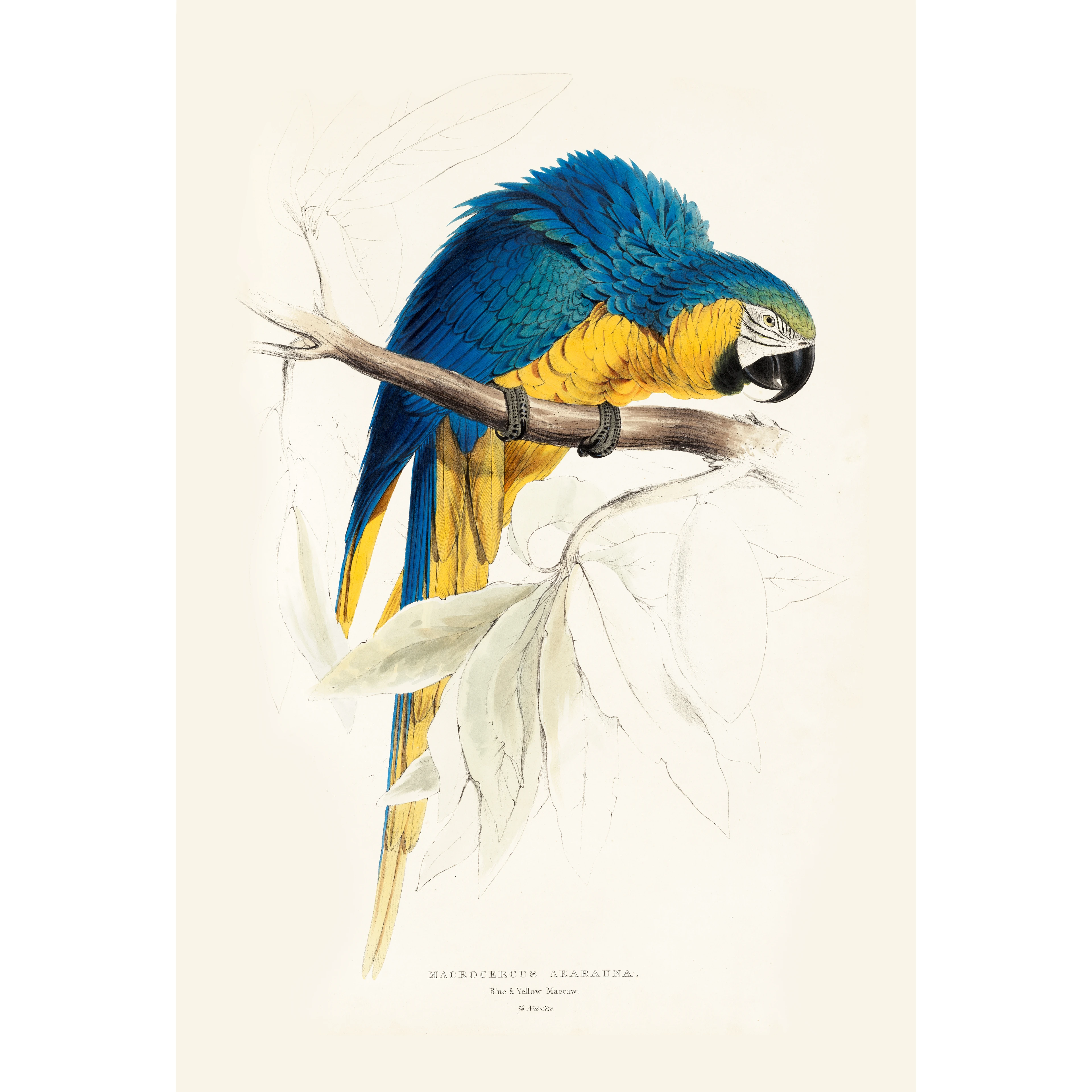 Mavi-Sarı Macaw Papağanı (Macrocercus Ararauna)