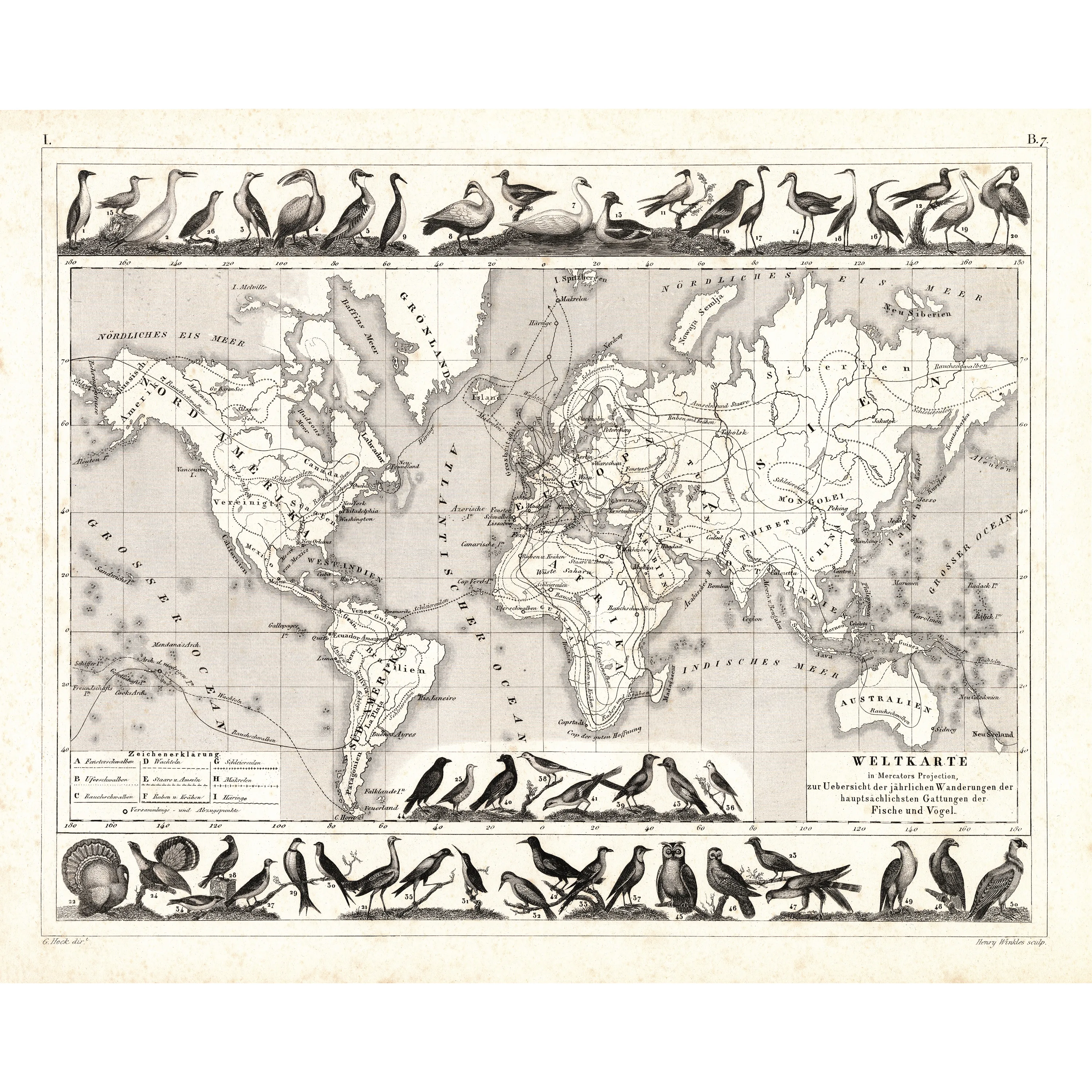 Göçmen Kuşlar Haritası