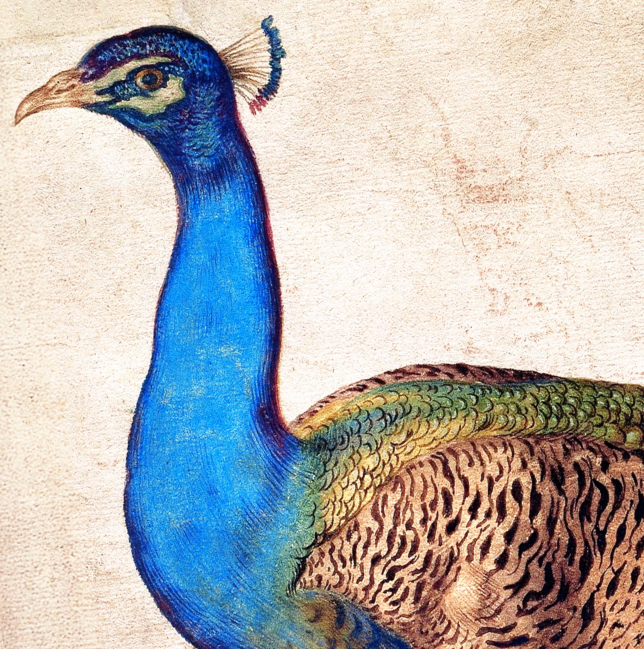 Tavus Kuşu - Nicolaus Juvenel