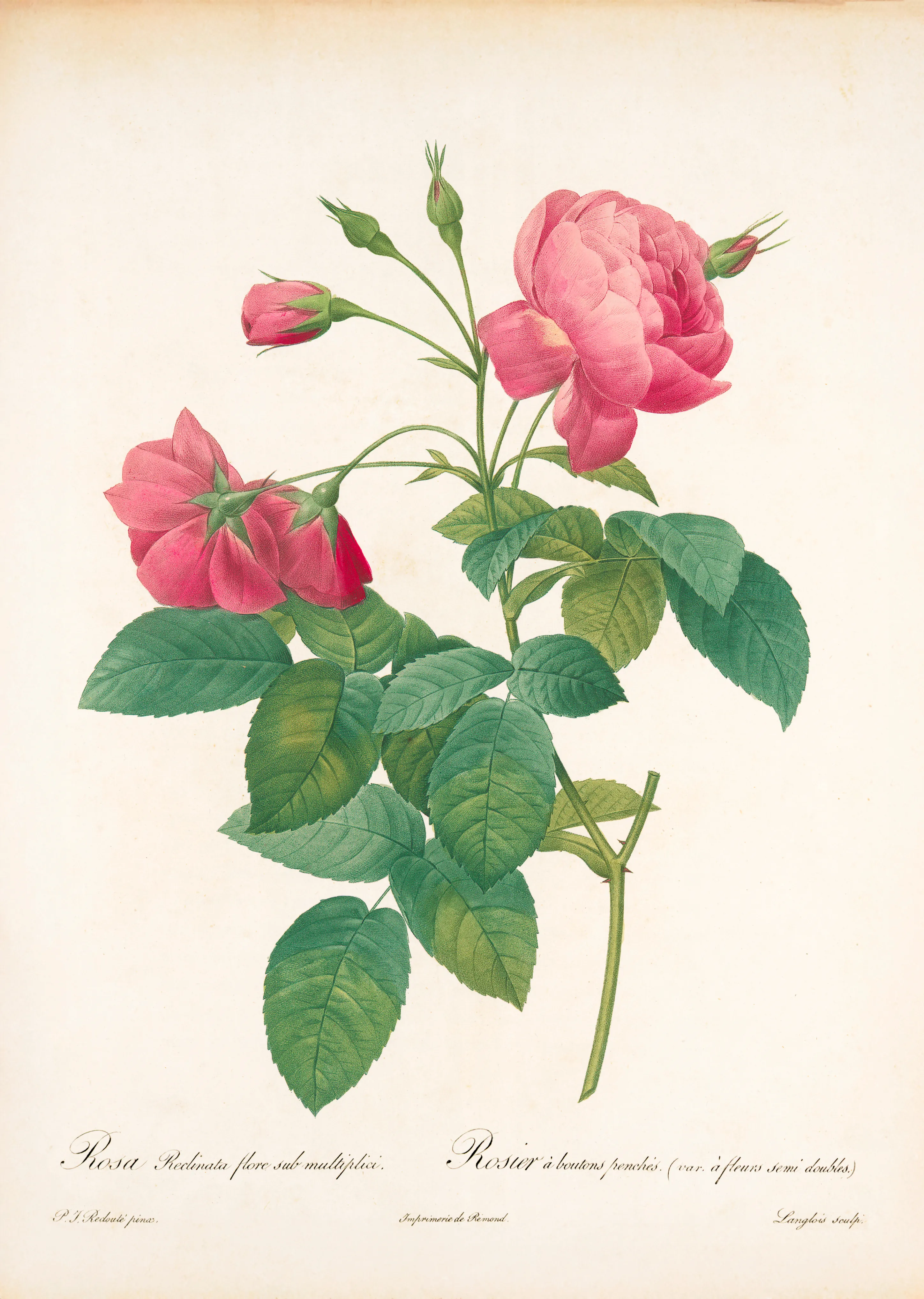 Gül (Rosa Reclinata) - Pierre-Joseph Redouté
