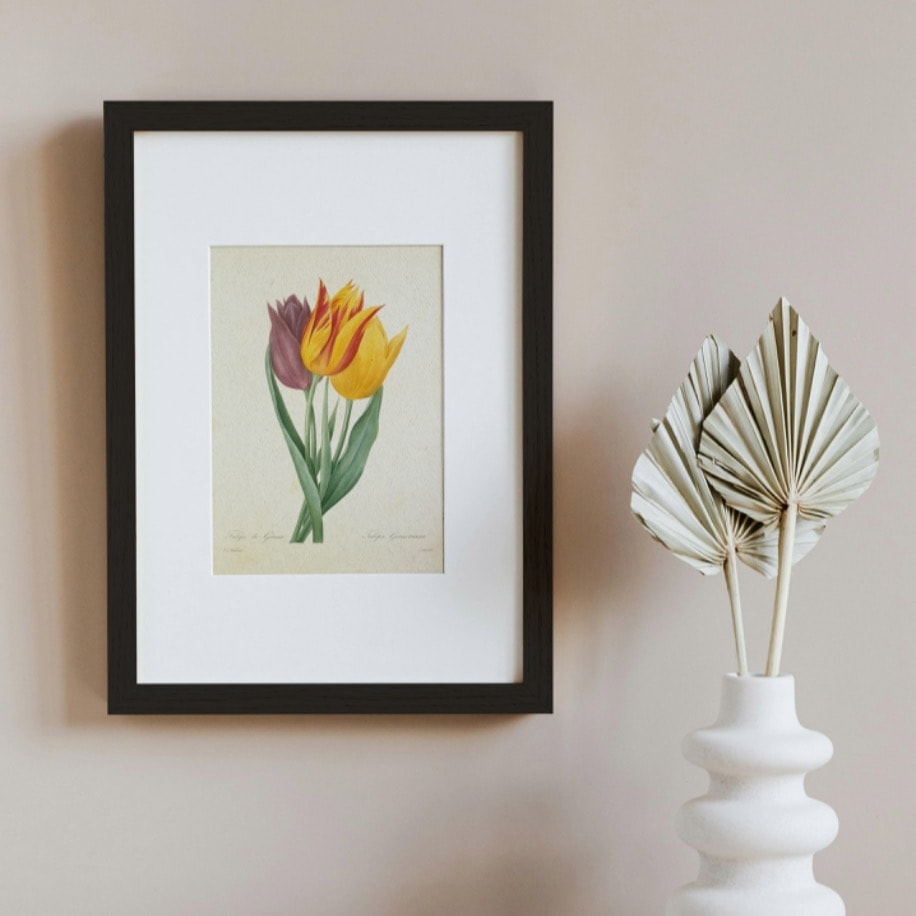 Lale (Tulipa Gesneriana)