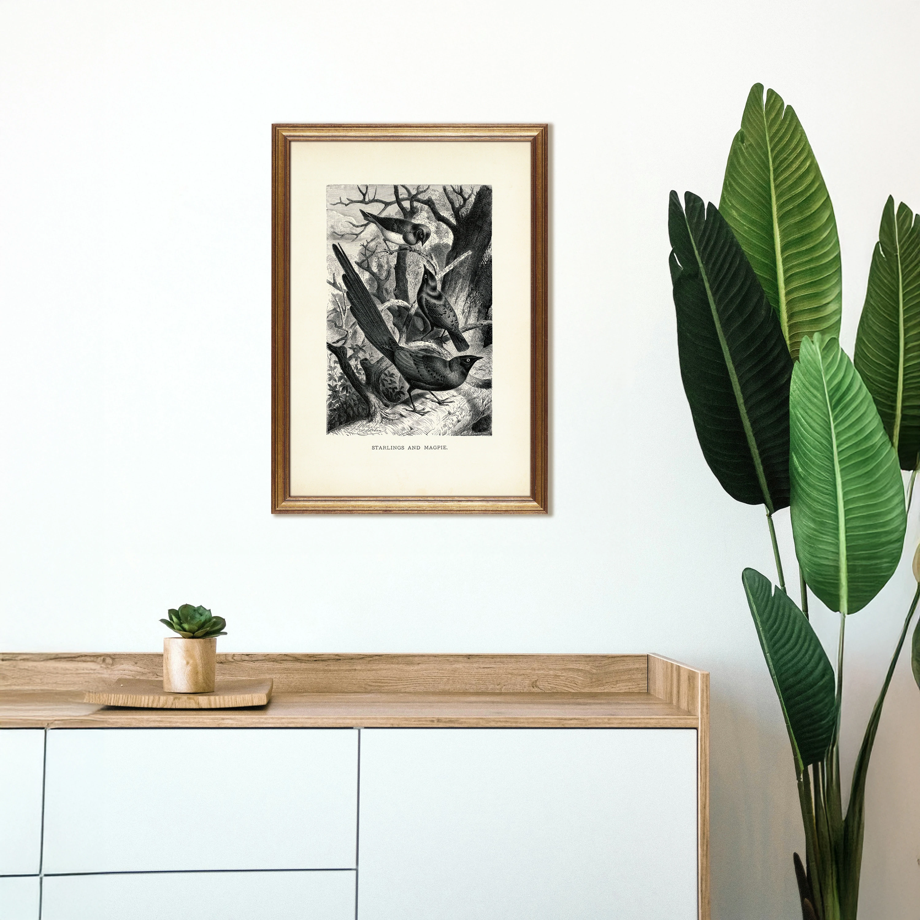 Saksağan ve Sığırcıklar