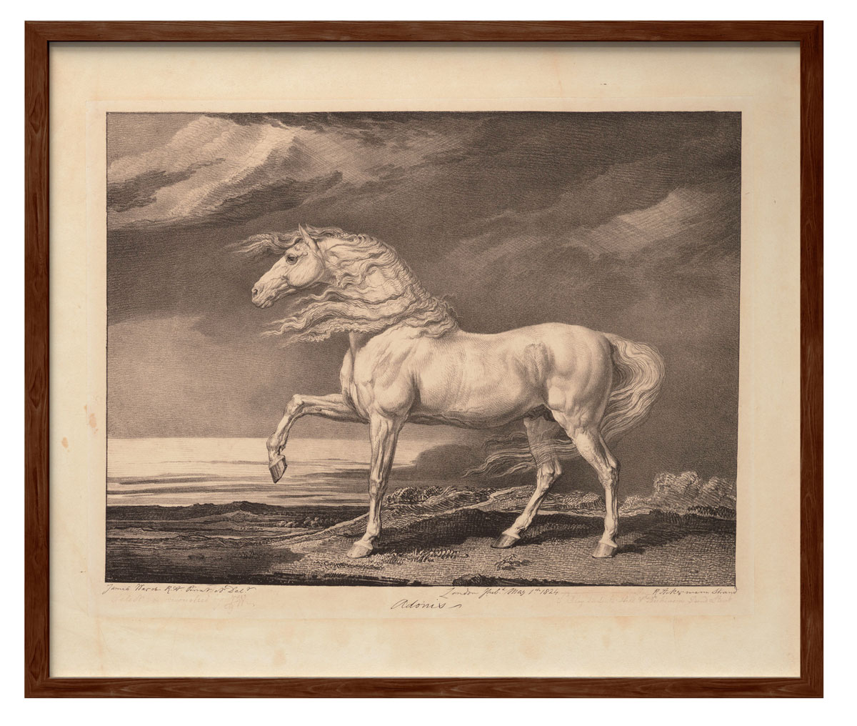 Adonis - James Ward