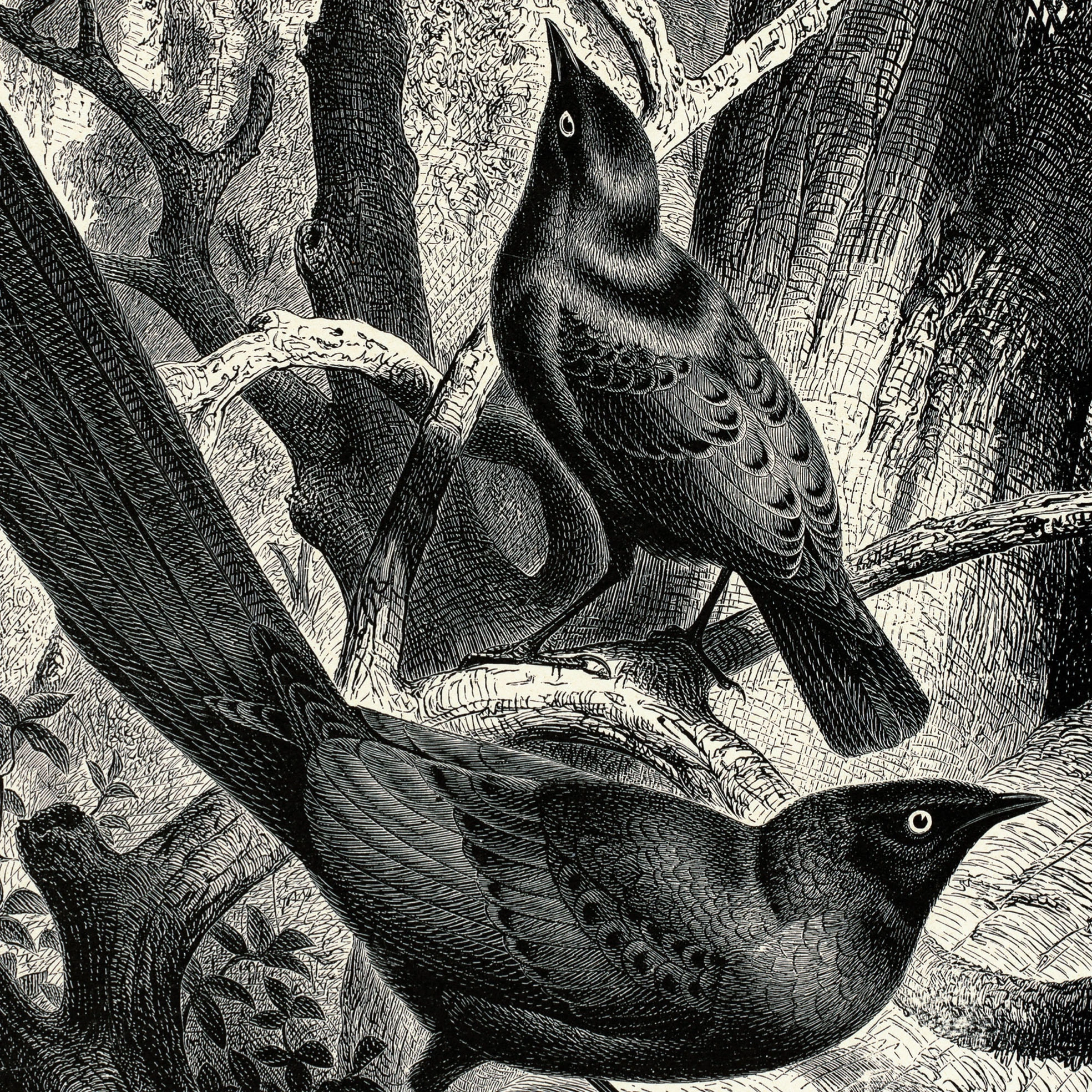 Saksağan ve Sığırcıklar