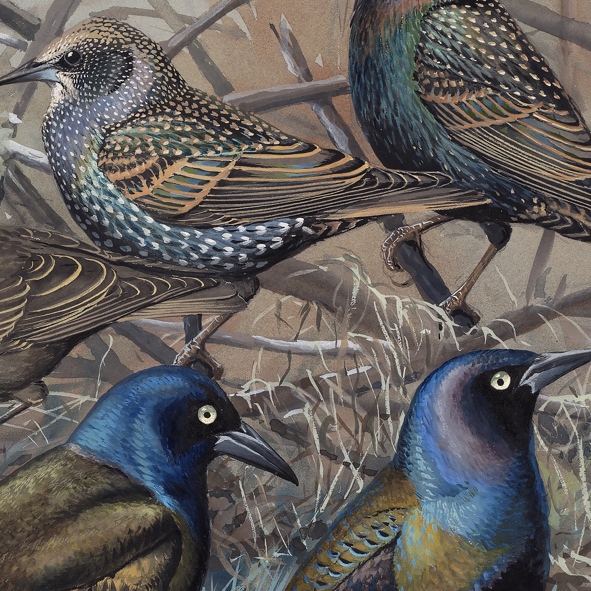 Sığırcıklar - Louis Agassiz Fuertes