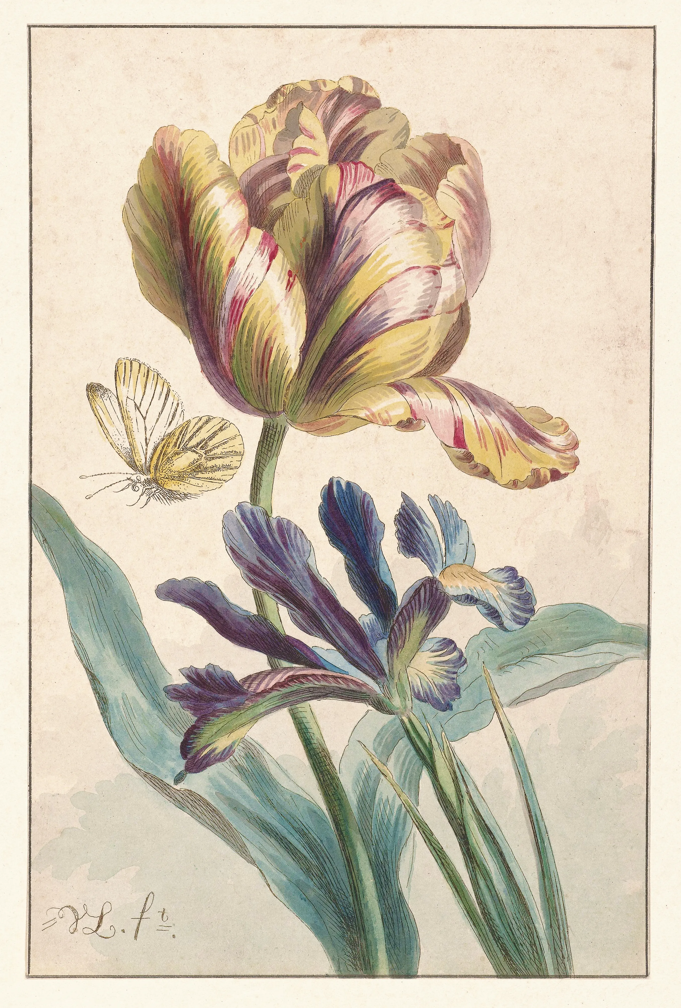 Lale (Botanik Resim)