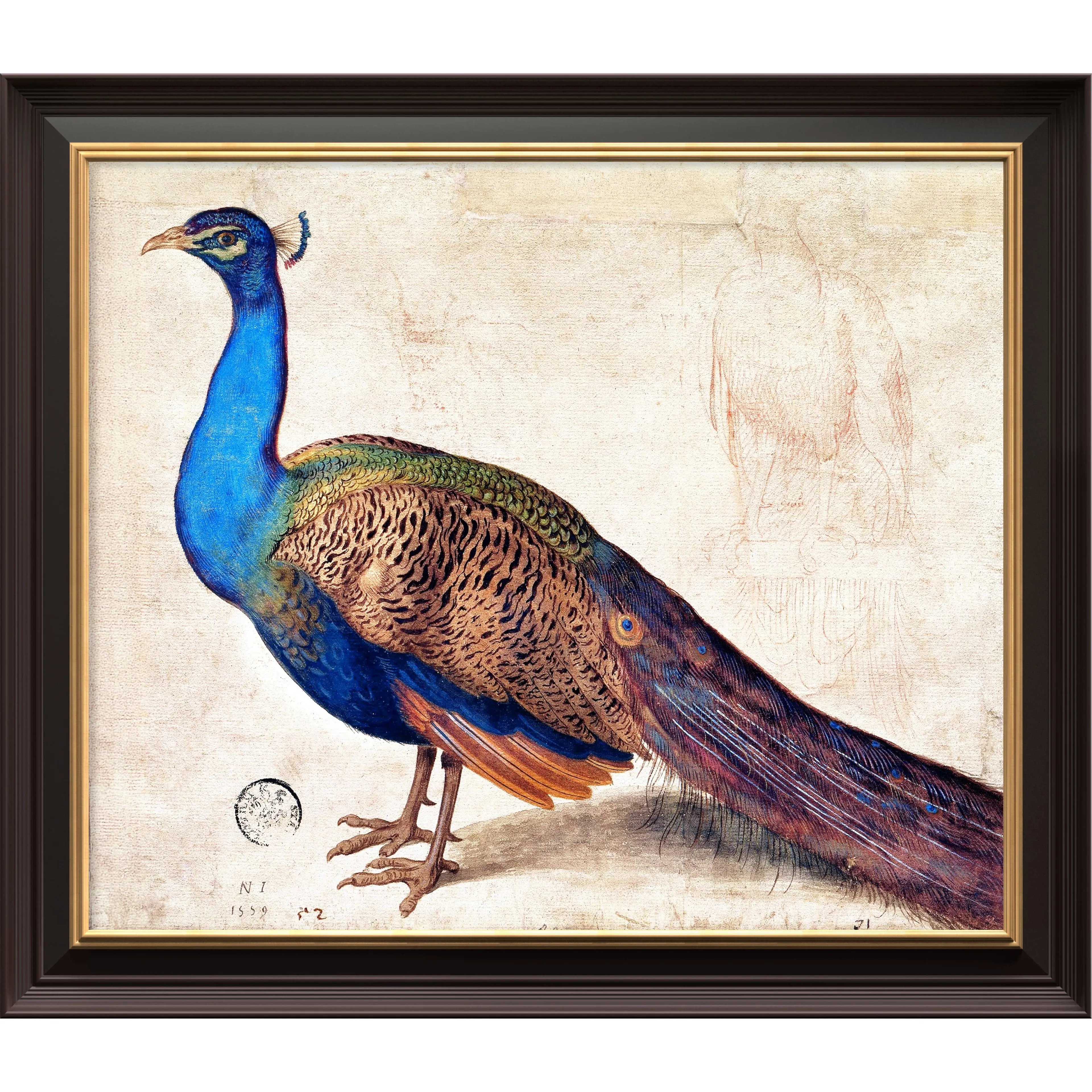 Tavus Kuşu - Nicolaus Juvenel