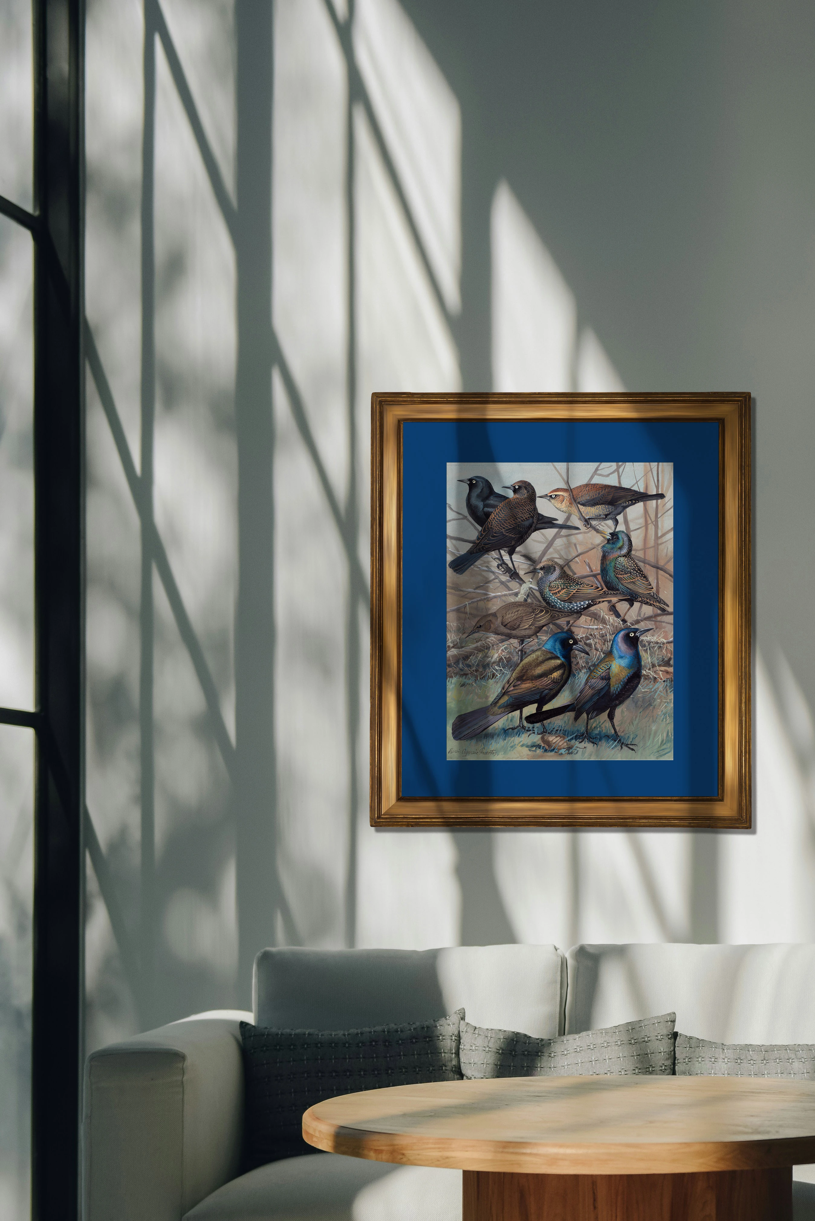 Sığırcıklar - Louis Agassiz Fuertes