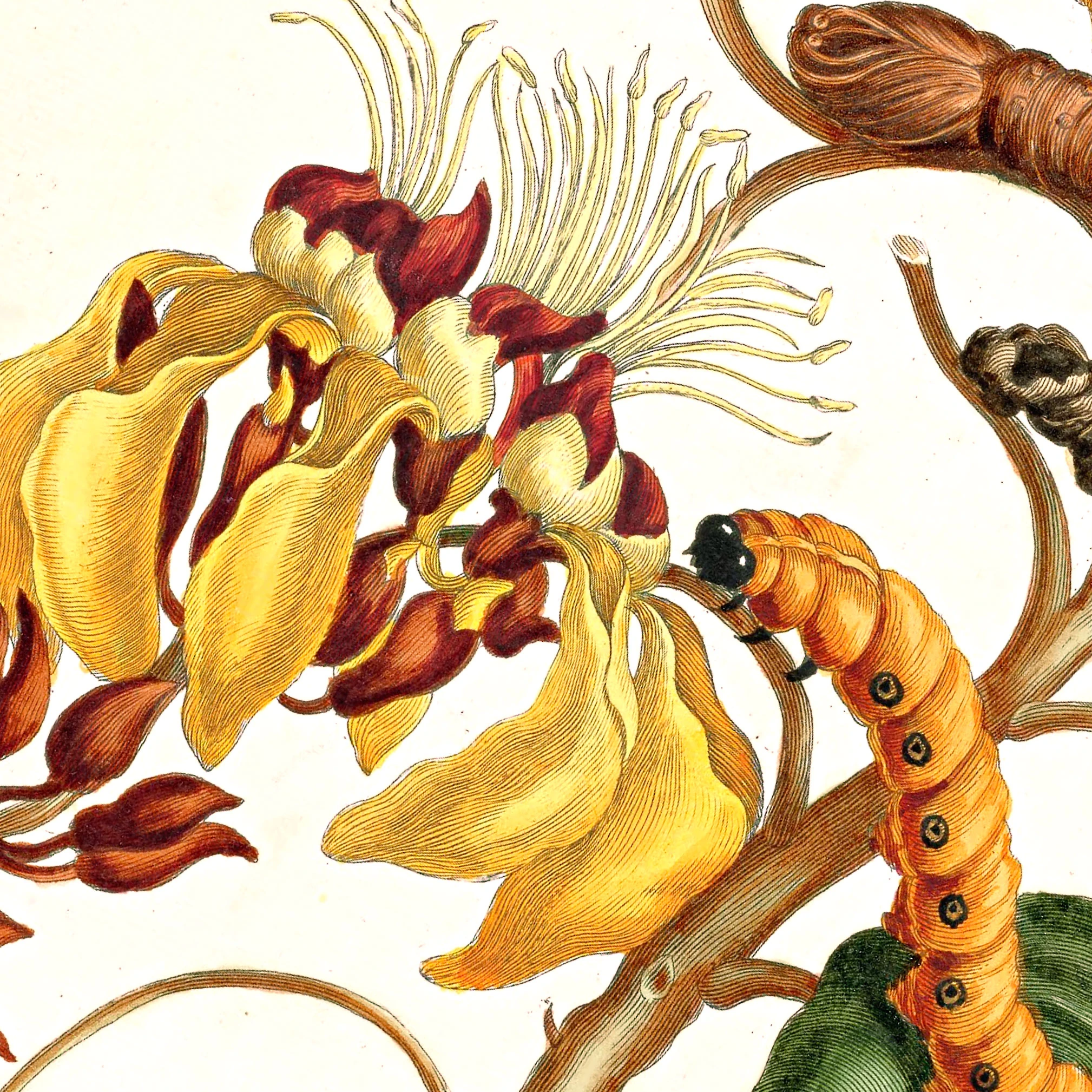 Dönüşüm (Metamorfoz)