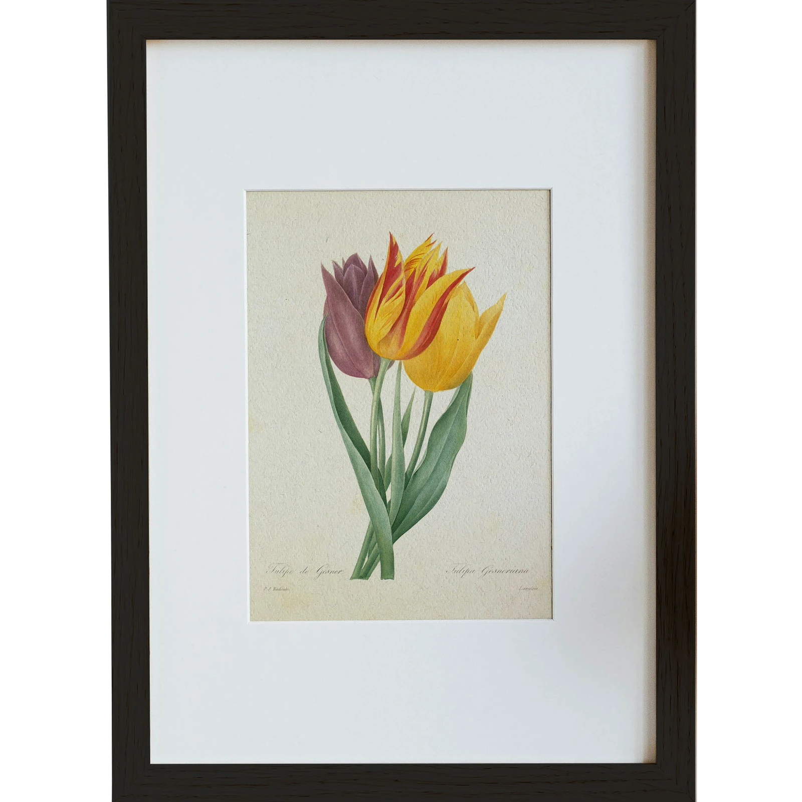 Lale (Tulipa Gesneriana)