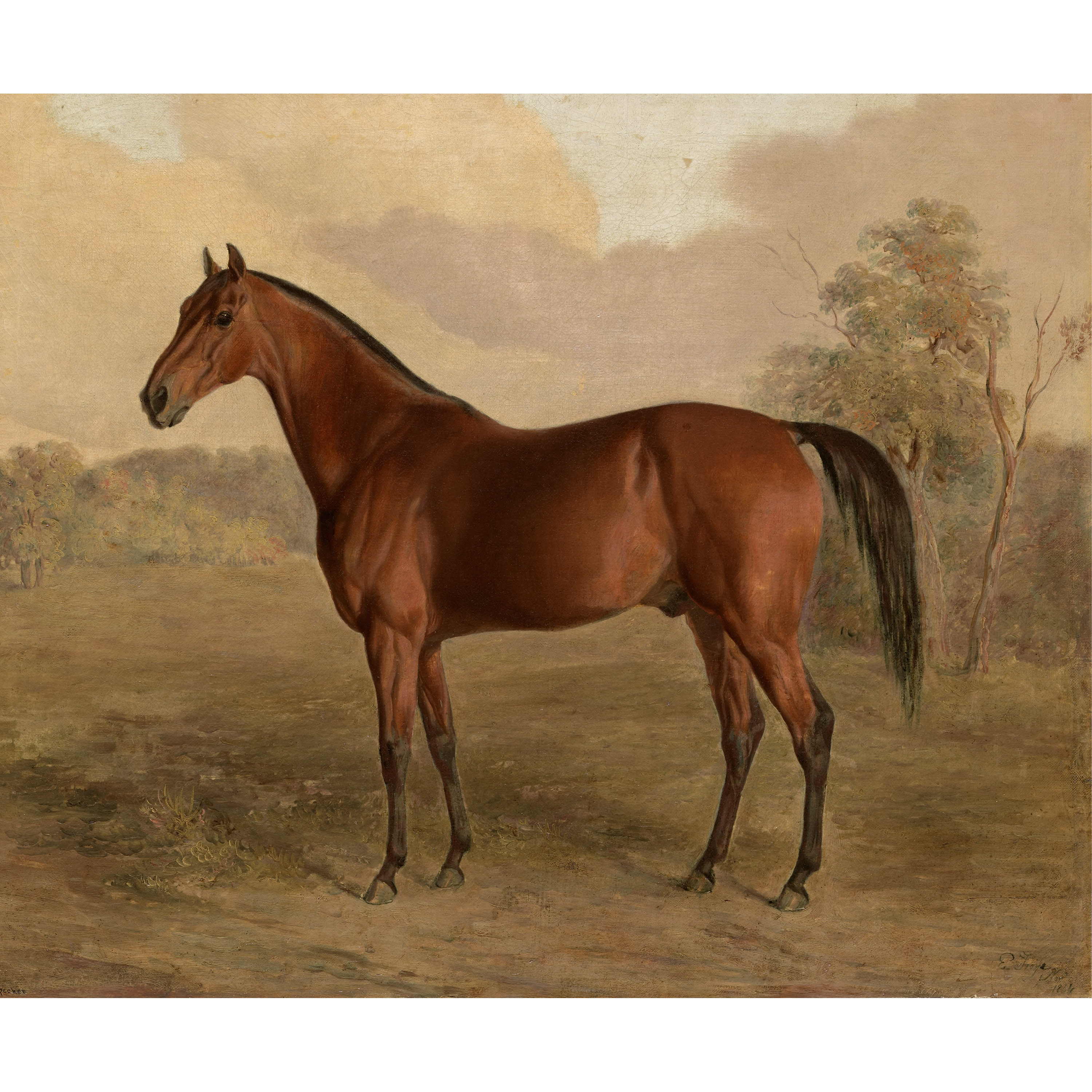 Kentucky Woodpecker - Edward Troye