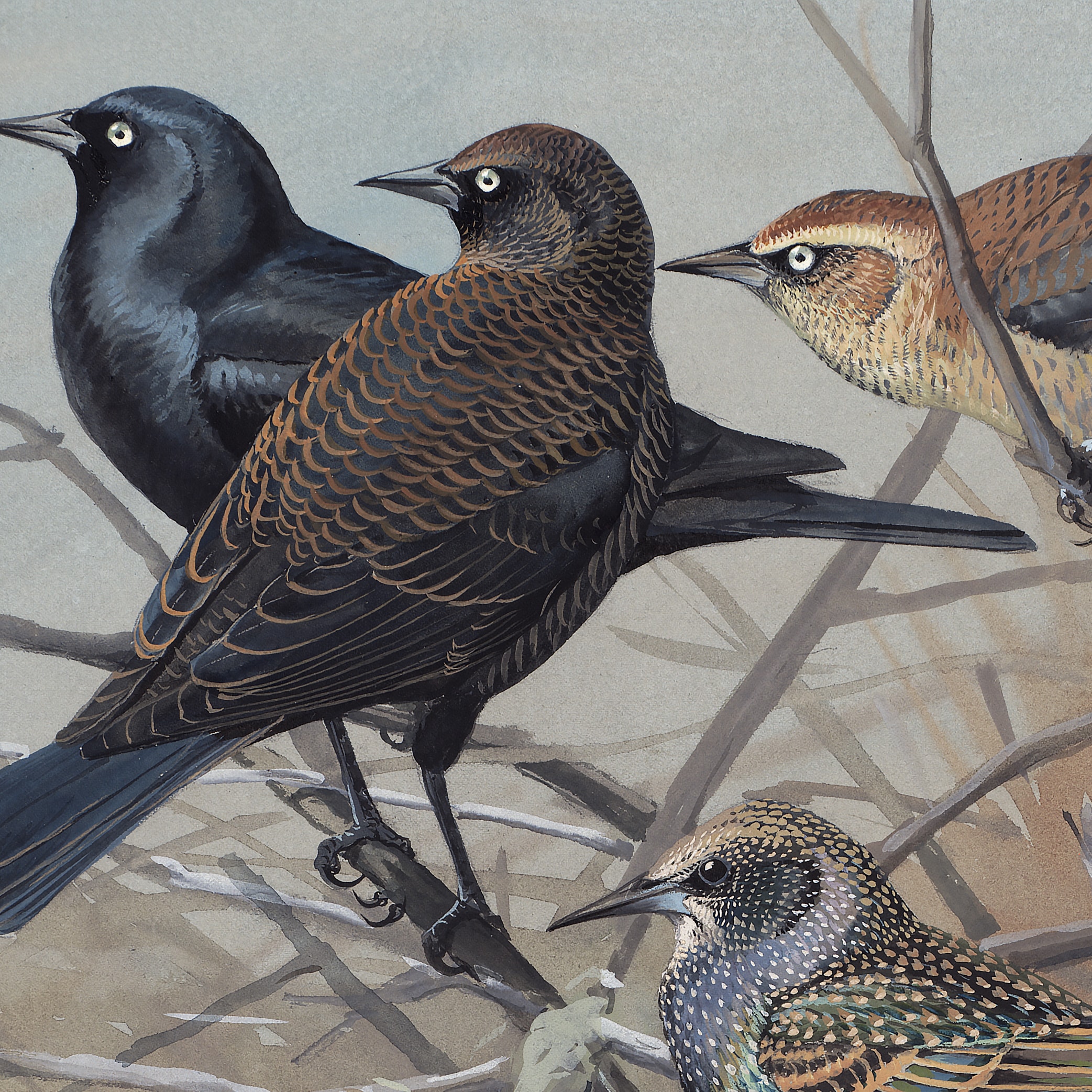 Sığırcıklar - Louis Agassiz Fuertes