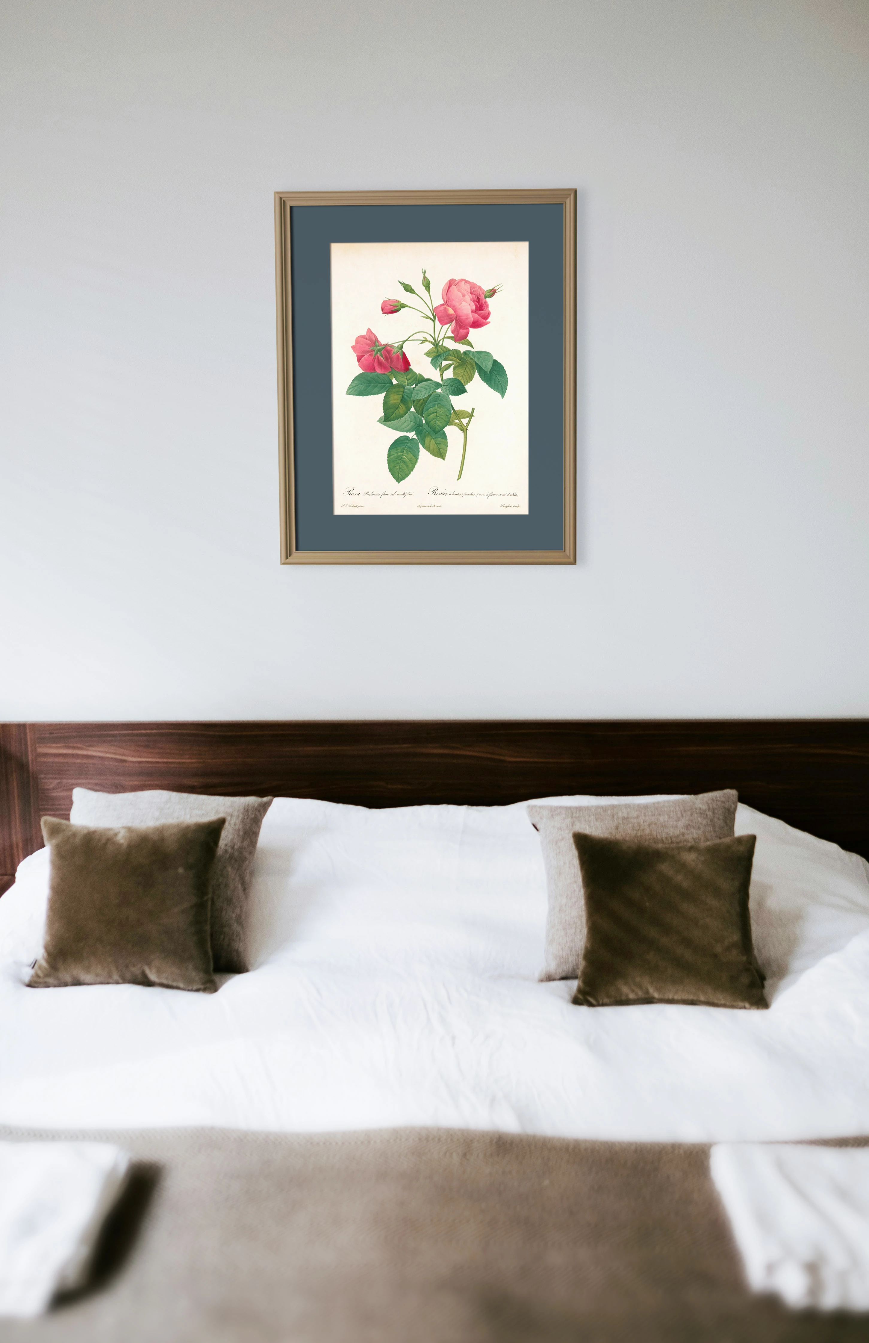 Gül (Rosa Reclinata) - Pierre-Joseph Redouté