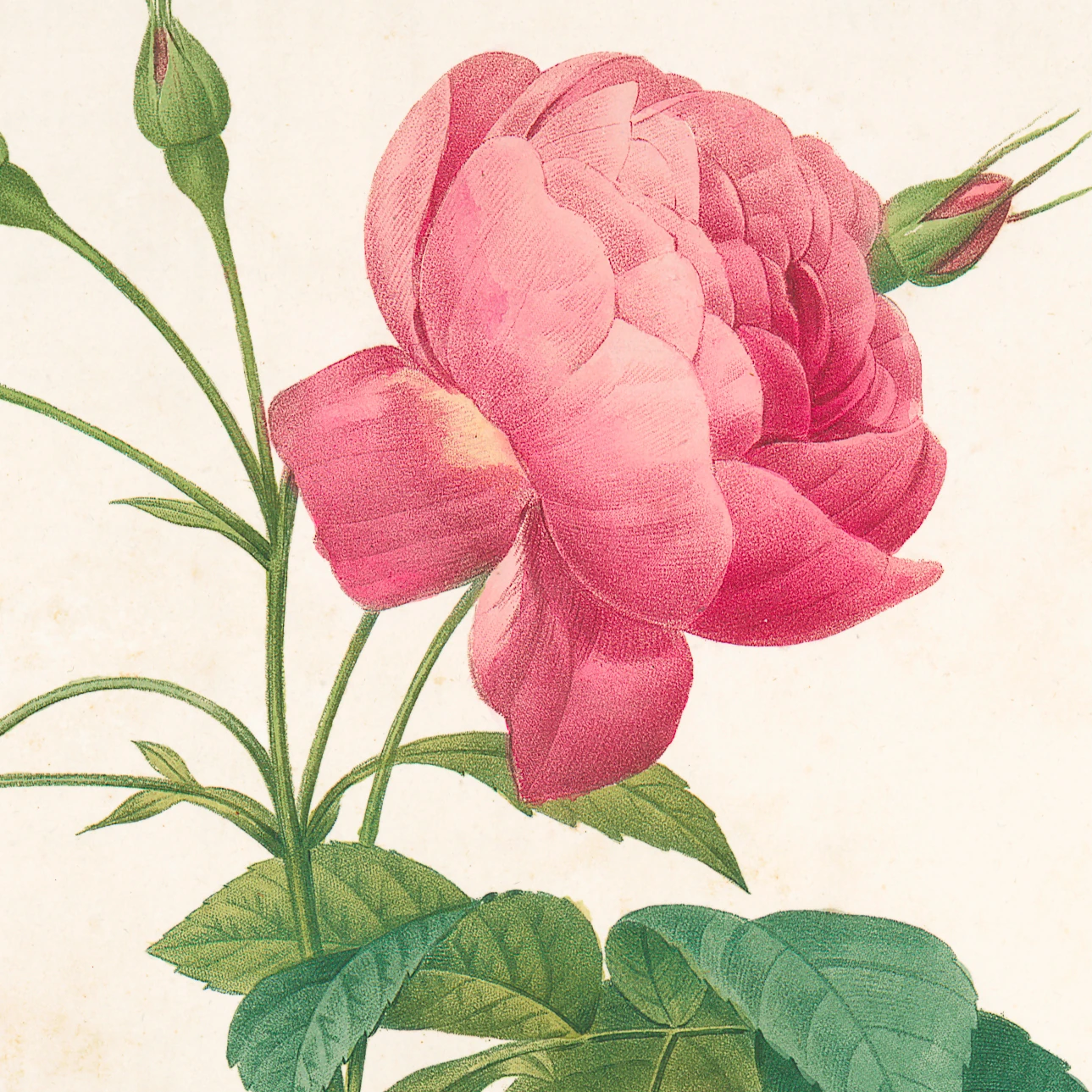 Gül (Rosa Reclinata) - Pierre-Joseph Redouté
