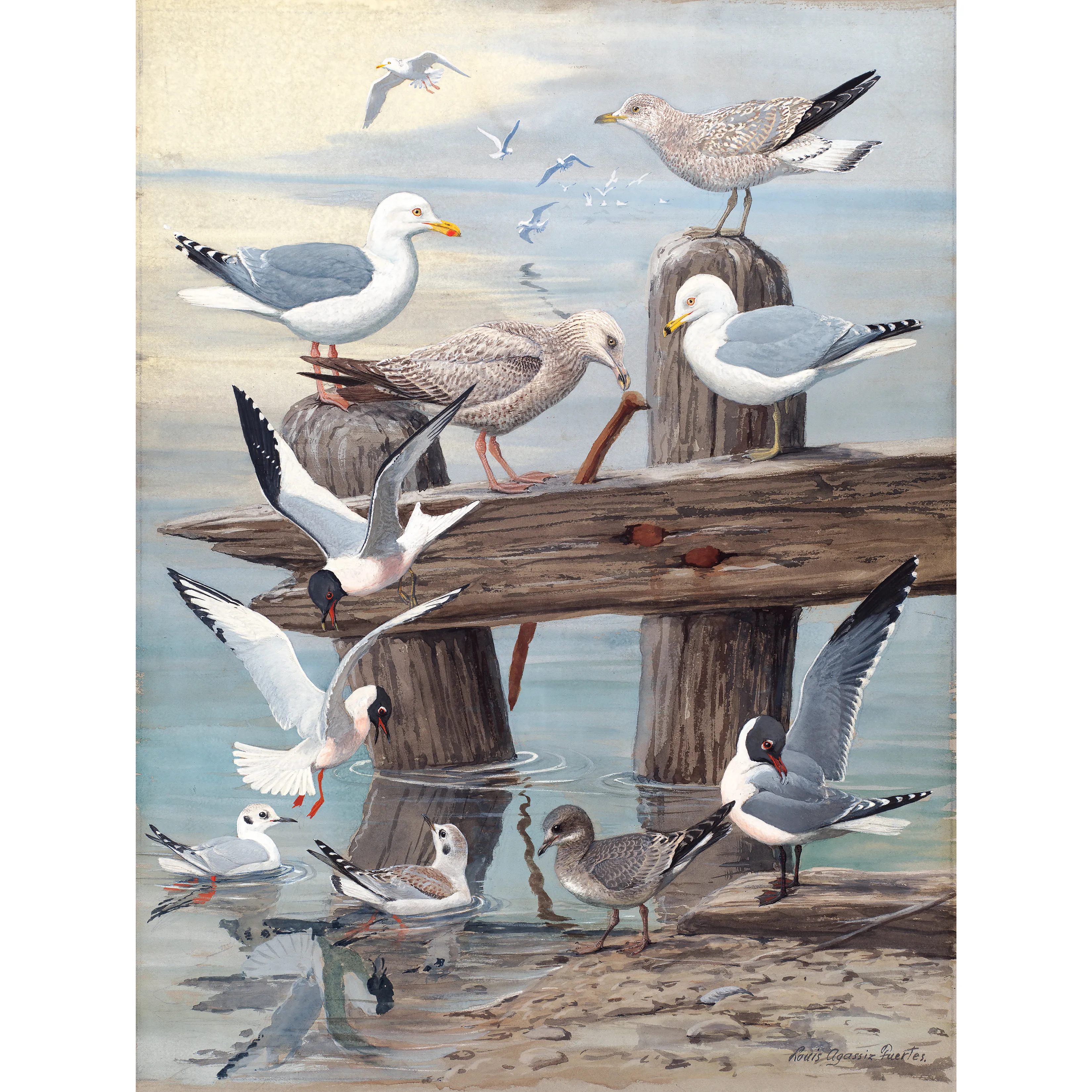 Martılar - Louis Agassiz Fuertes