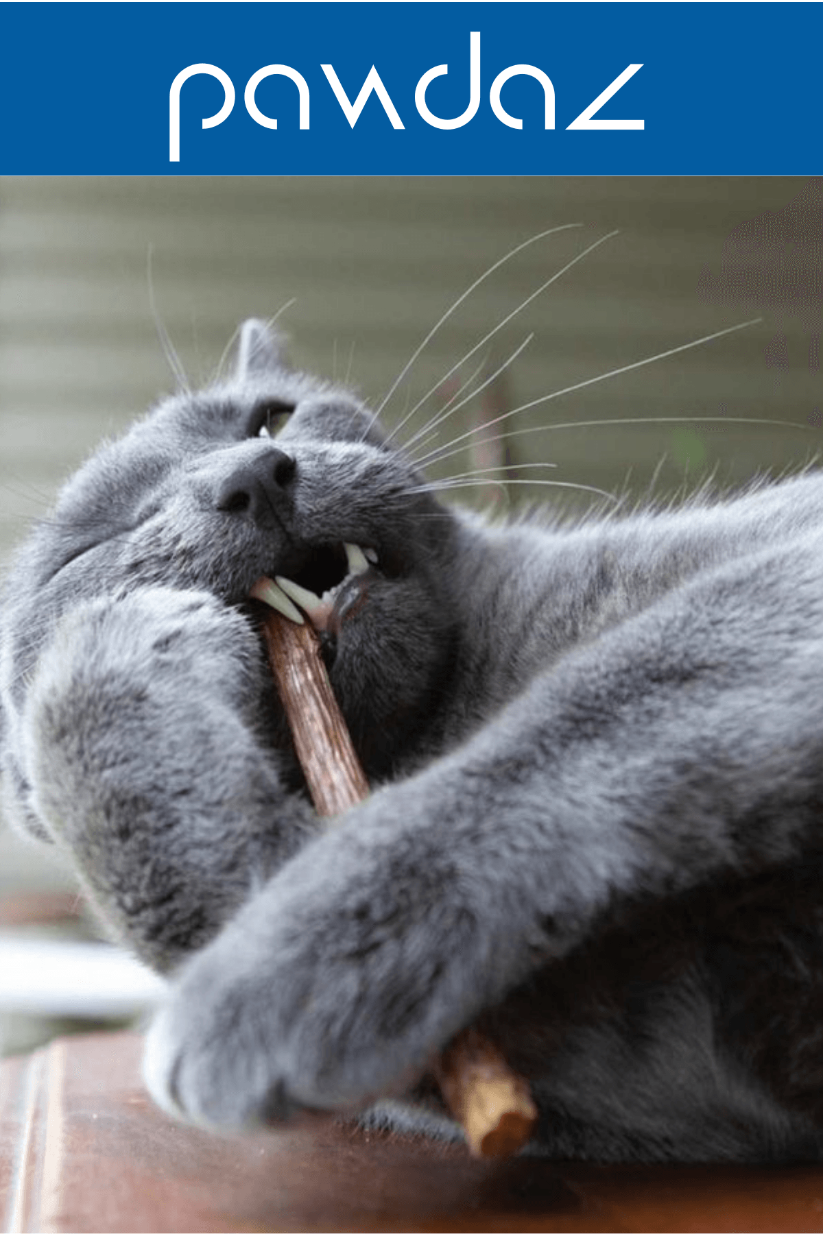 STICK - Kediler için diş temizlemeye ve stres gidermeye yardımcı oyuncak