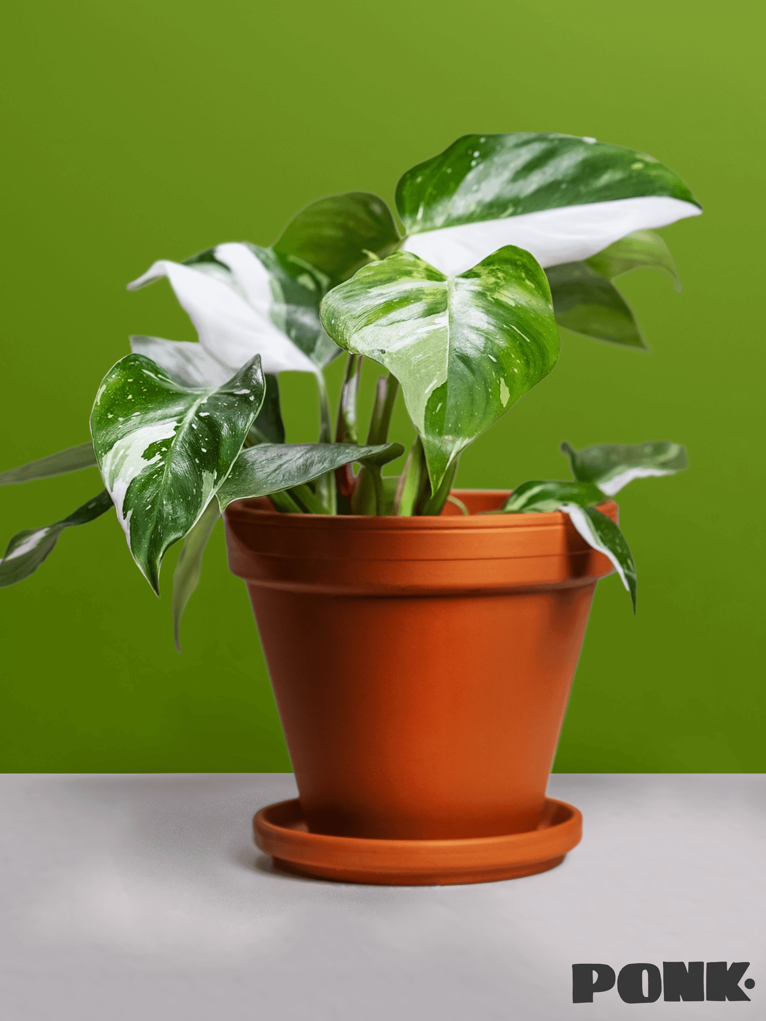 Philodendron eburescens 'White Princess'