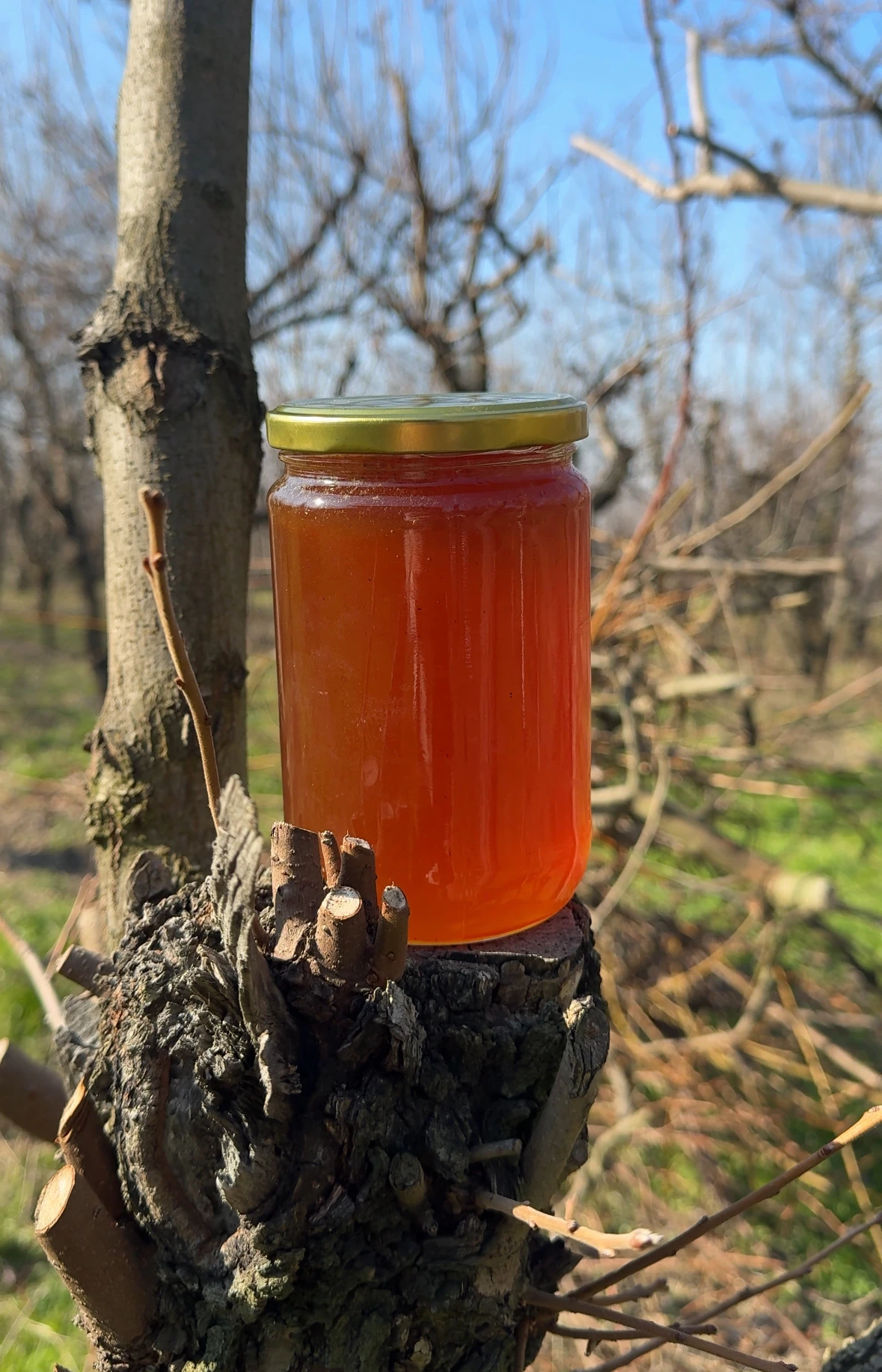 Çam/Püren/Sarmaşık Balı (Katkısız Ham Bal) 