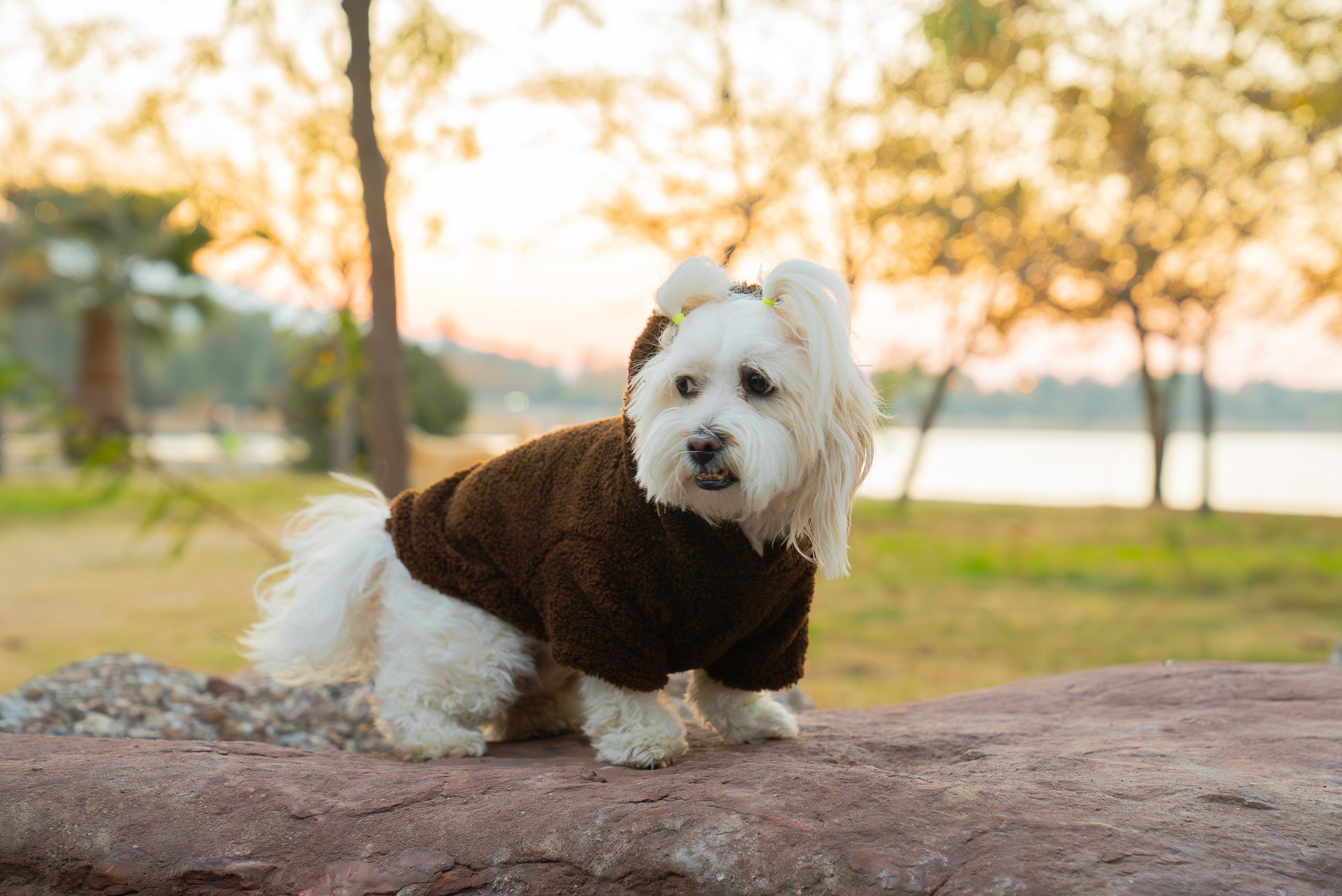 Köpek Kıyafeti Peluş Sweatshirt - Kapüşonlu Koleksiyon - Kahverengi