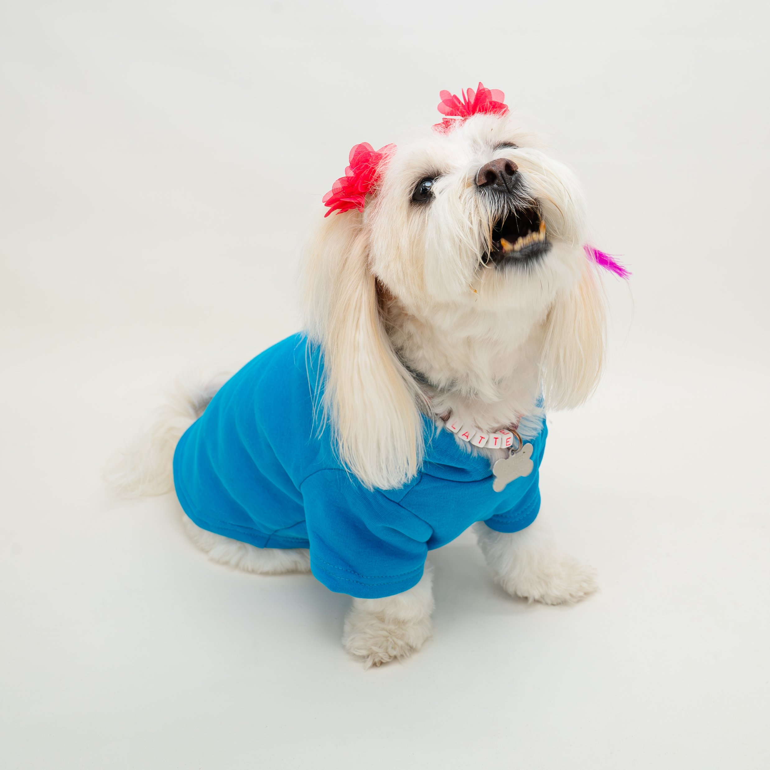 Kedi & Köpek Kıyafeti Sweatshirt - Ken Baskılı Mavi Sweatshirt