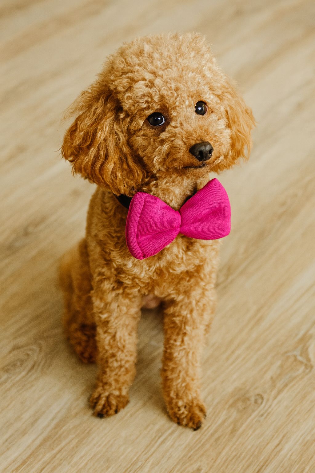 Evcil hayvan Papyonları (Her Siparişte farklı renk gönderilir.) main variant image