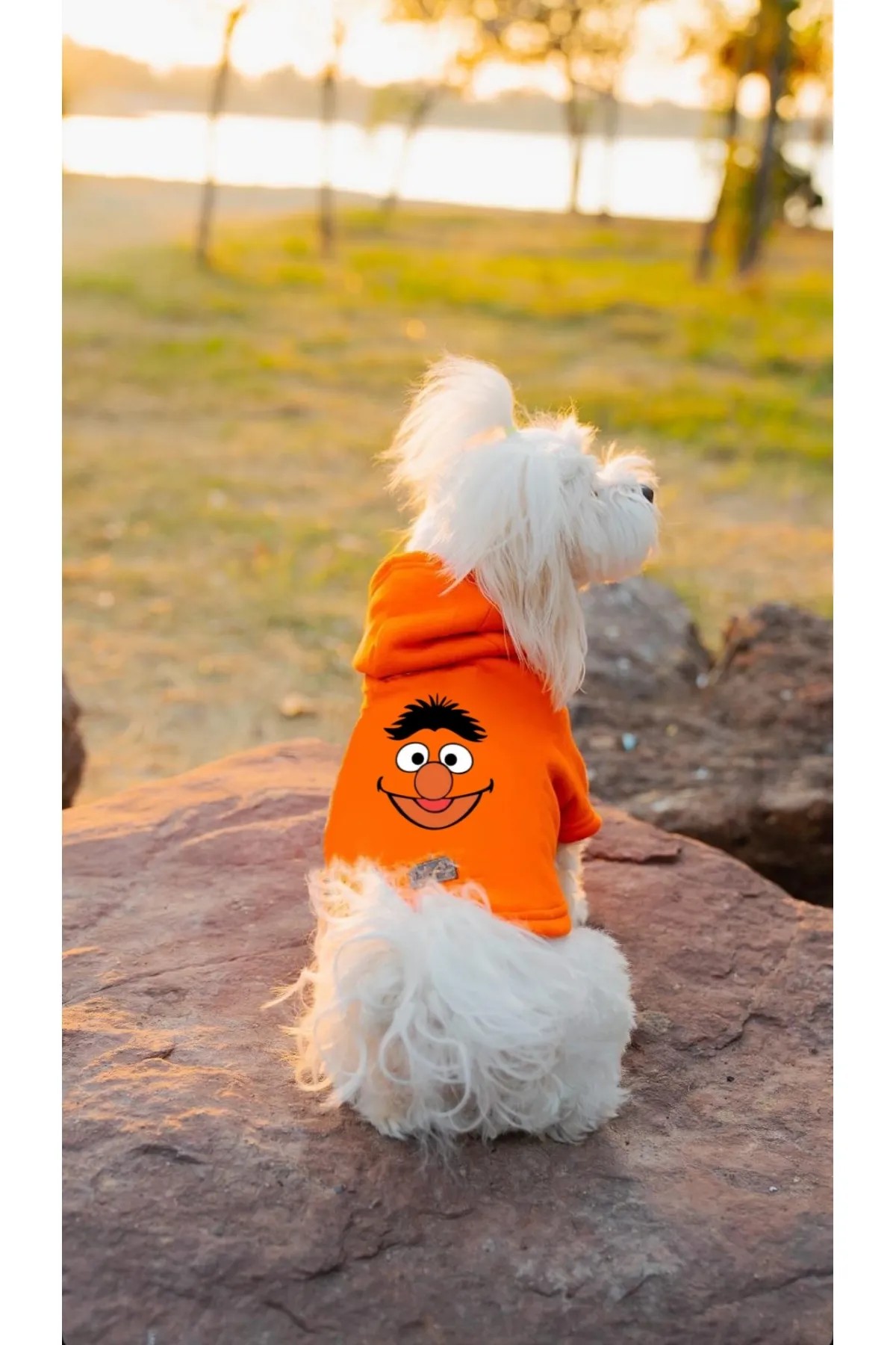 Kedi & Köpek Kıyafeti Sweatshirt - Elmo Baskılı Turuncu Sweatshirt