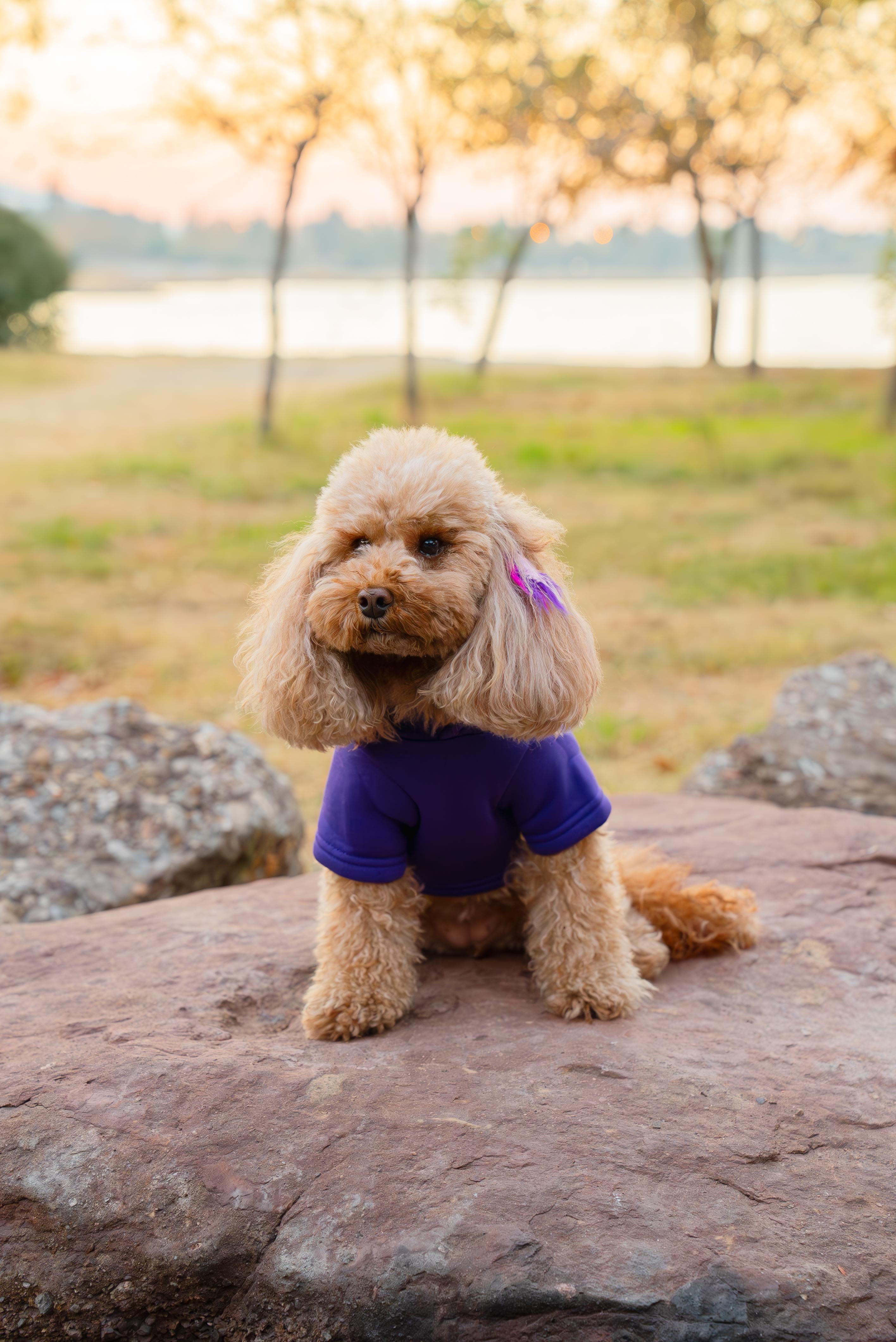 Kedi & Köpek Kıyafeti Sweatshirt - Winnie The Pooh Baskılı Mor Sweatshirt