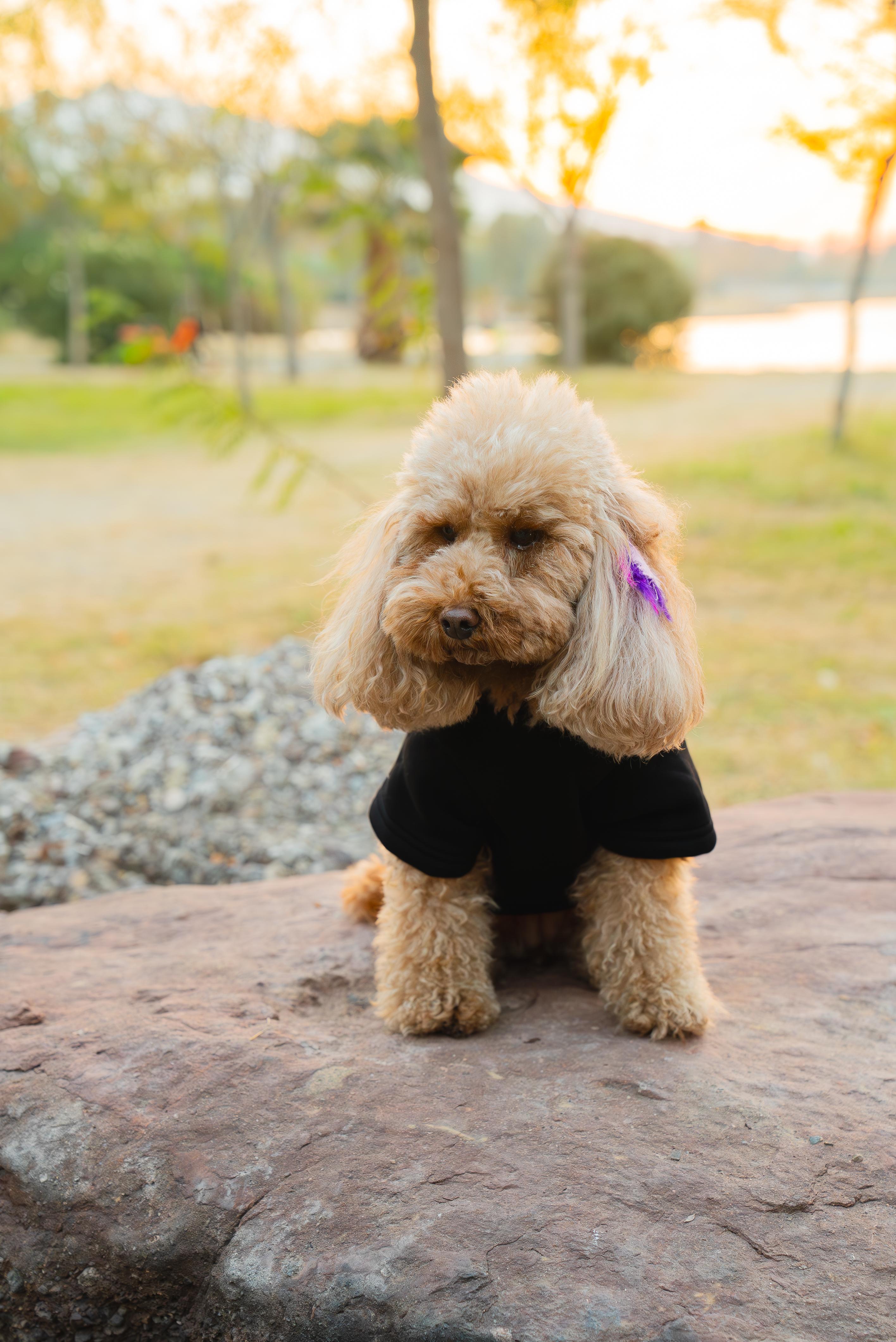 Kedi & Köpek Kıyafeti Sweatshirt - Baskısız Siyah Sweatshirt