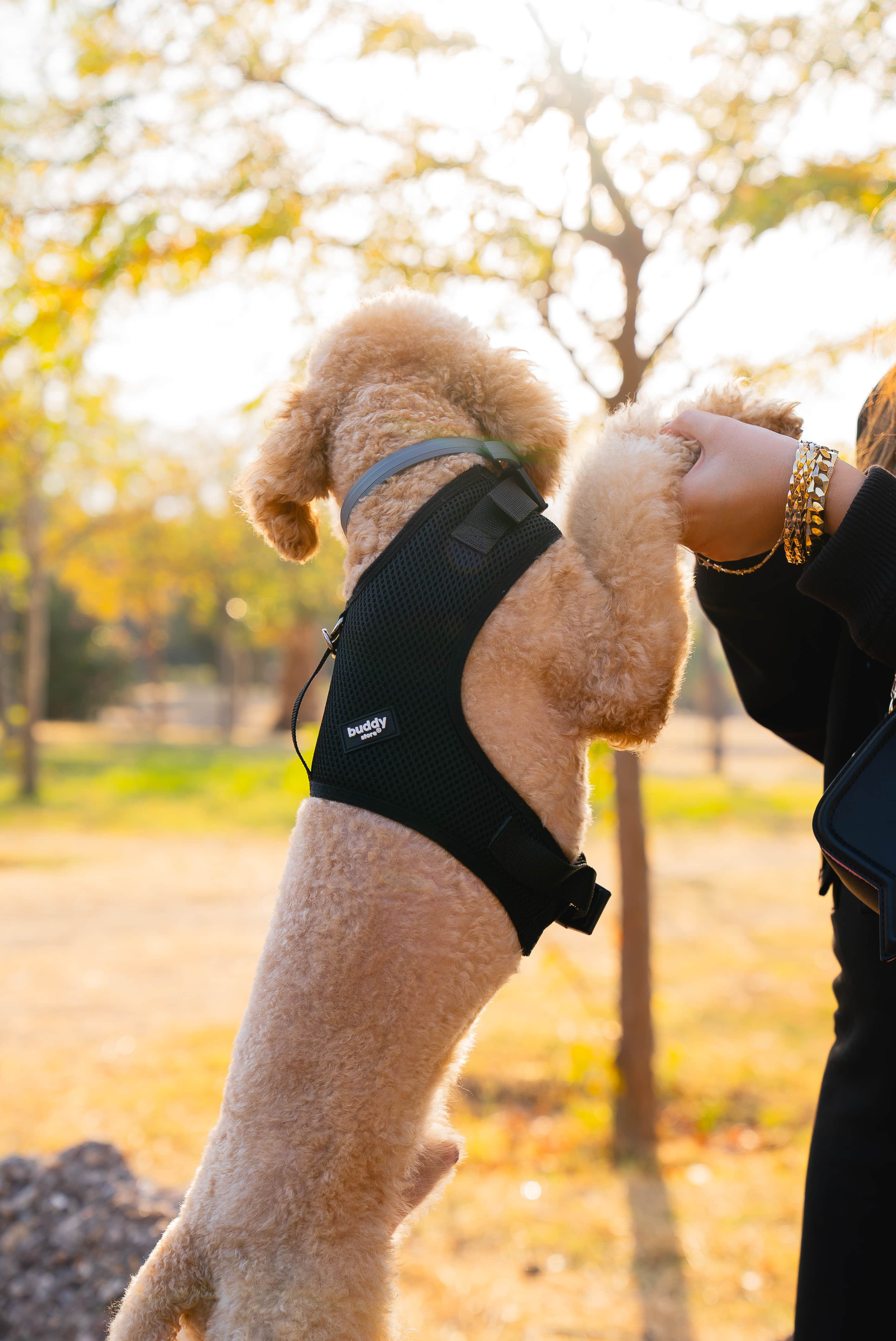 AIR-MESH Bel Bağlamalı Göğüs Tasmaları (Kedi ve Köpekler için uygun)