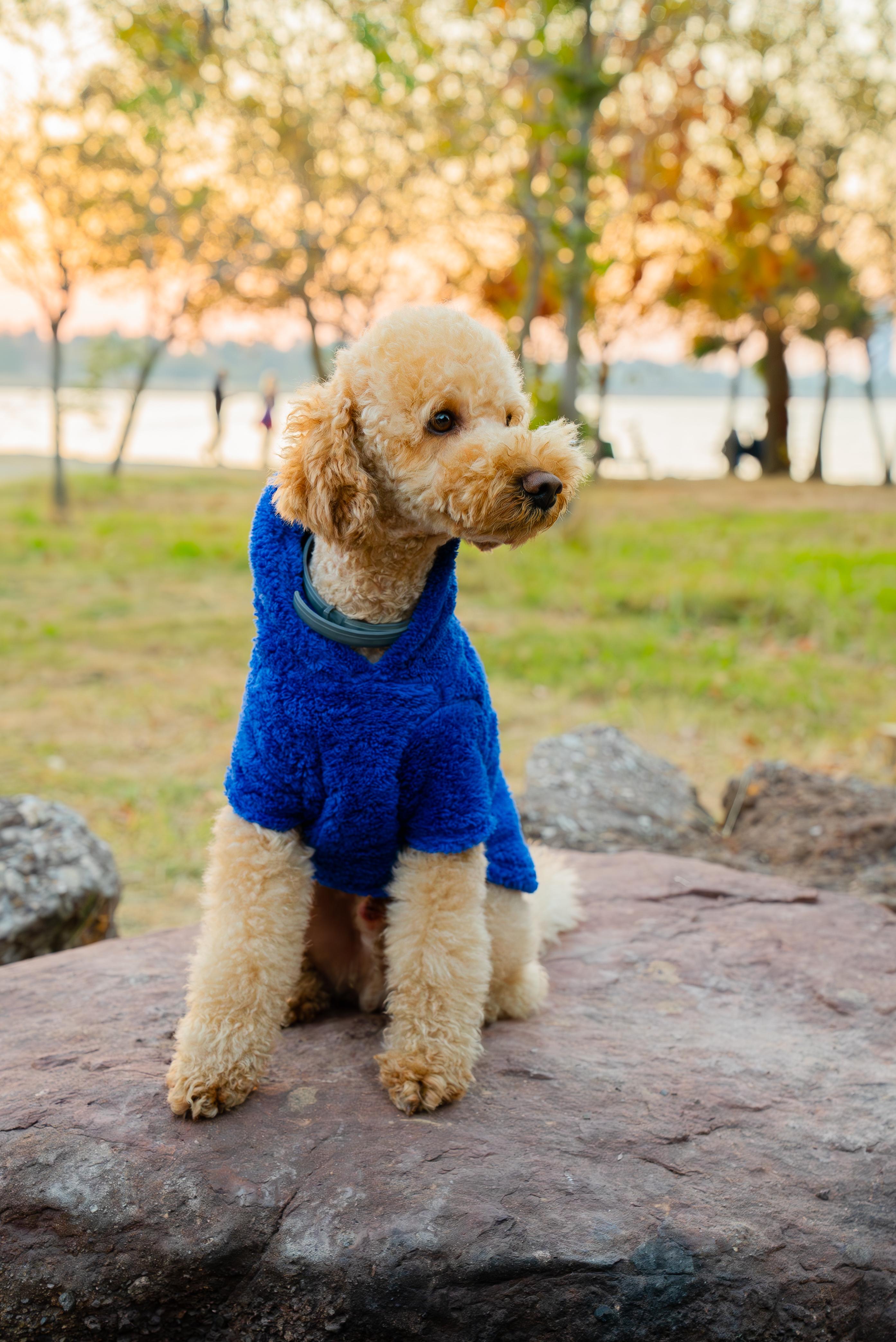 Köpek Kıyafeti Peluş Sweatshirt - Kapüşonlu Koleksiyon - Saks Mavi