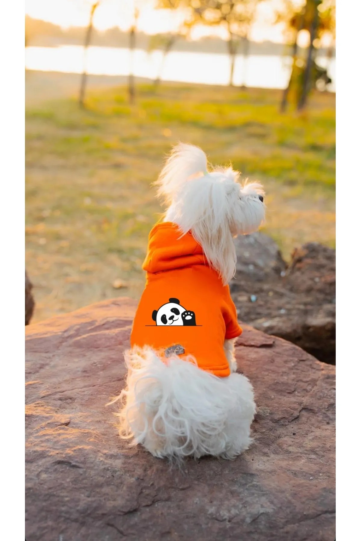 Kedi & Köpek Kıyafeti Sweatshirt - Panda Baskılı Turuncu Sweatshirt