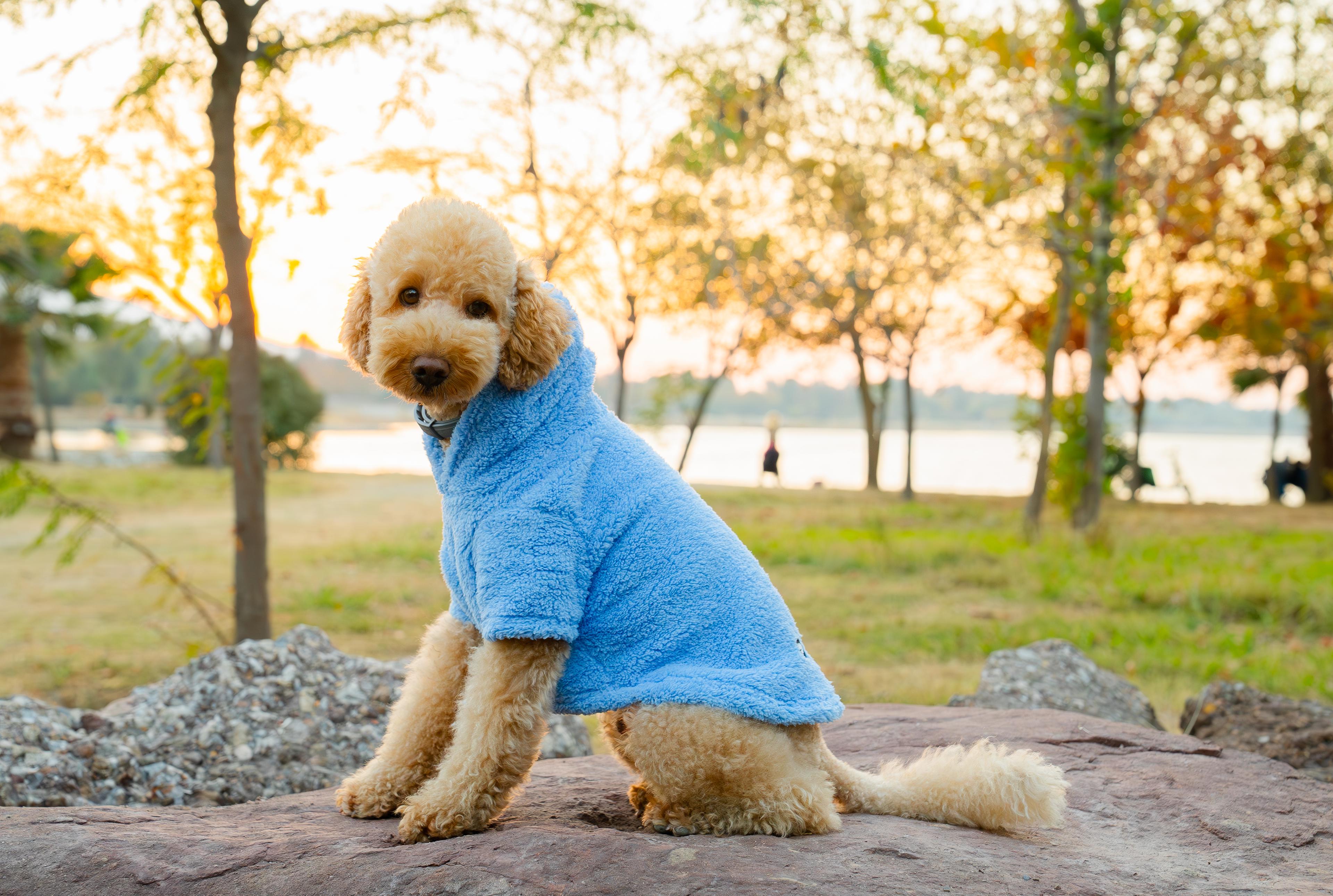 Köpek Kıyafeti Peluş Sweatshirt - Kapüşonlu Koleksiyon - Bebe Mavisi