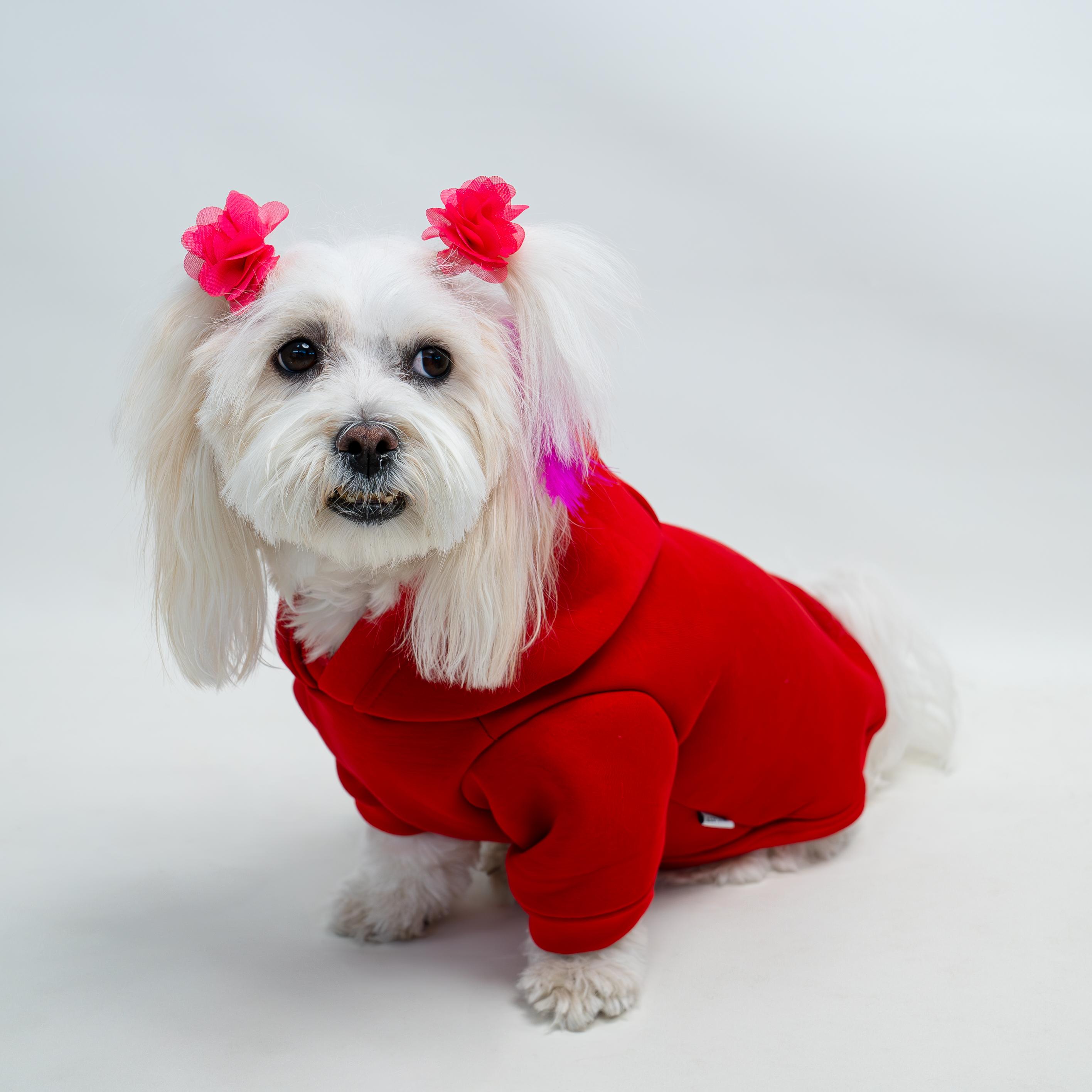 Kedi & Köpek Kıyafeti Sweatshirt - Panda Baskılı Kırmızı Sweatshirt