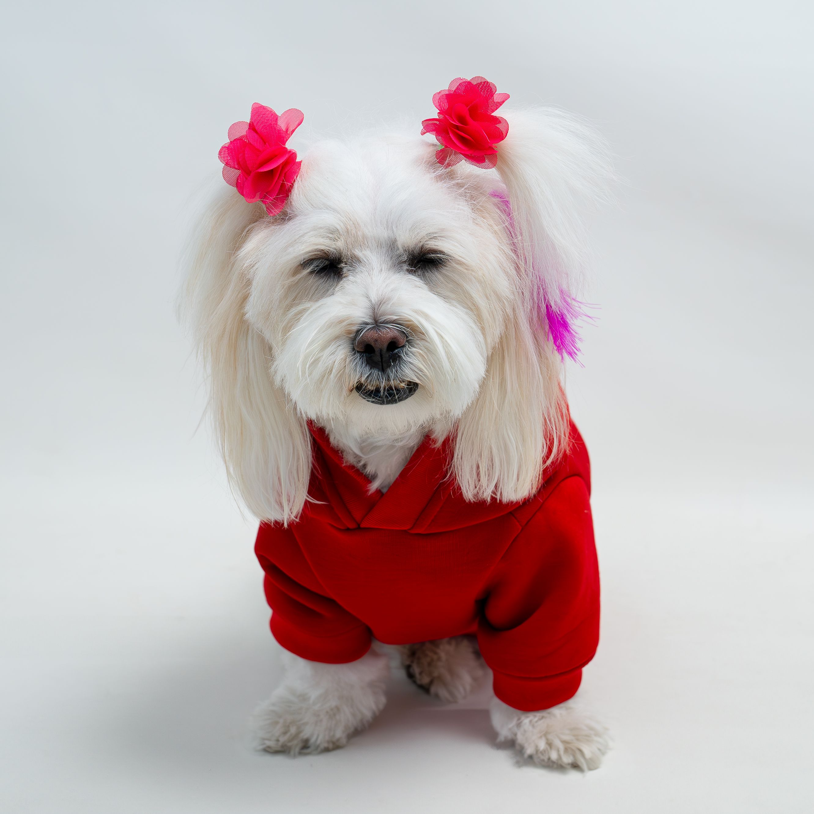 Kedi & Köpek Kıyafeti Sweatshirt - Bana Bulaşma Baskılı Kırmızı Sweatshirt