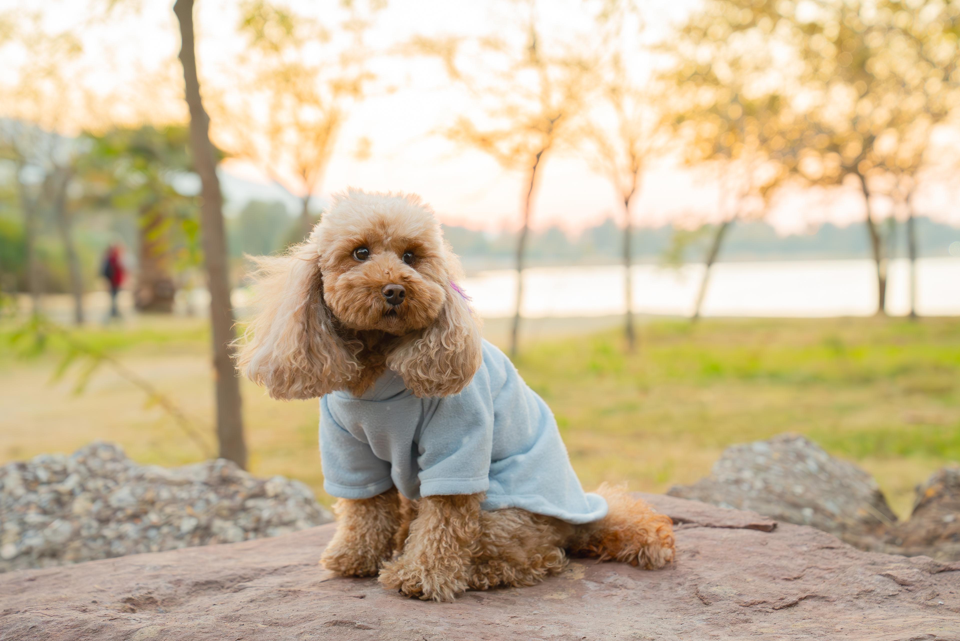 Kedi & Köpek Kıyafeti Sweatshirt Hoodie Dıştan Şardonlu Yumoş Model