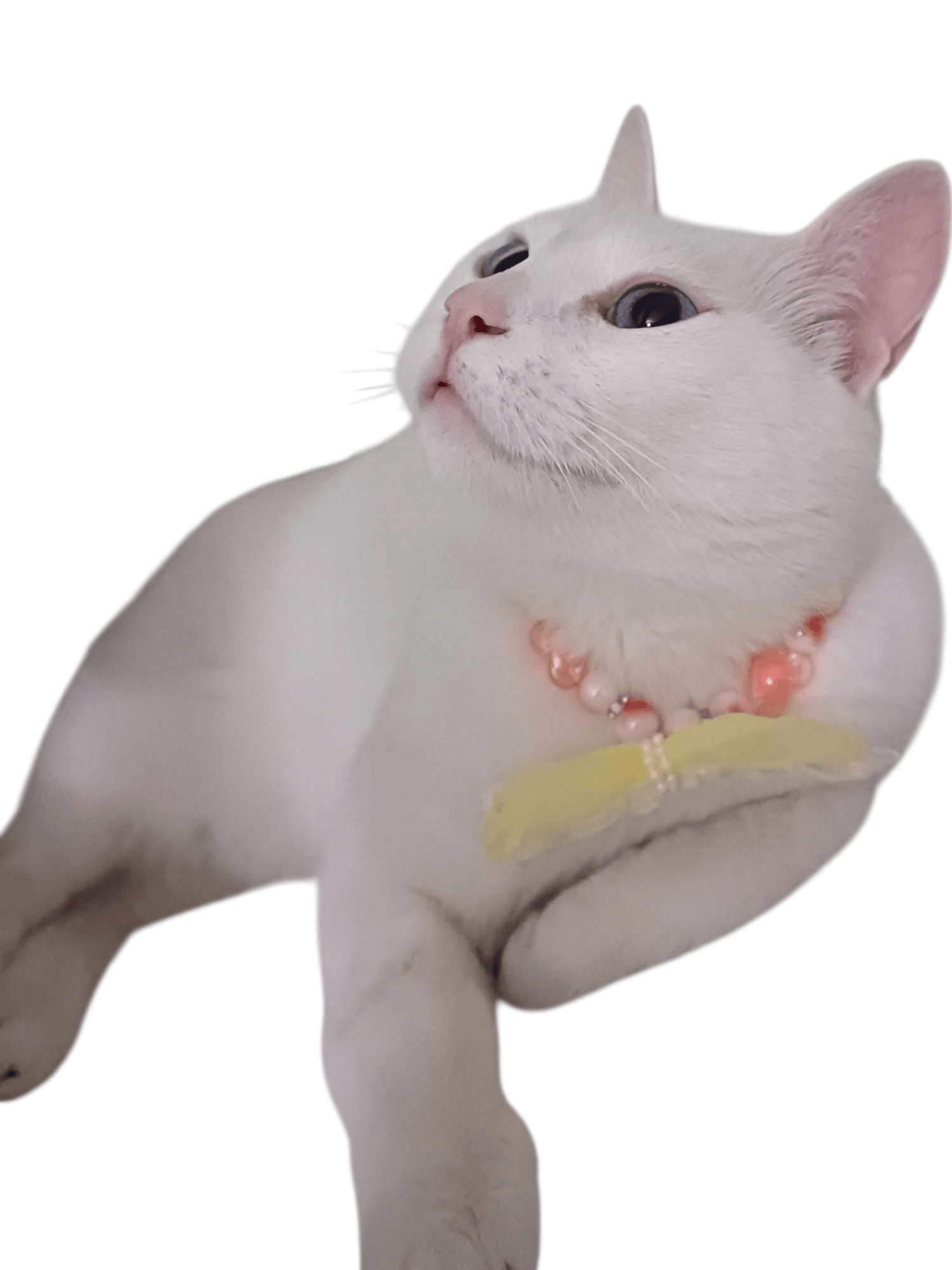 KEDİ İNCİ KOLYE
