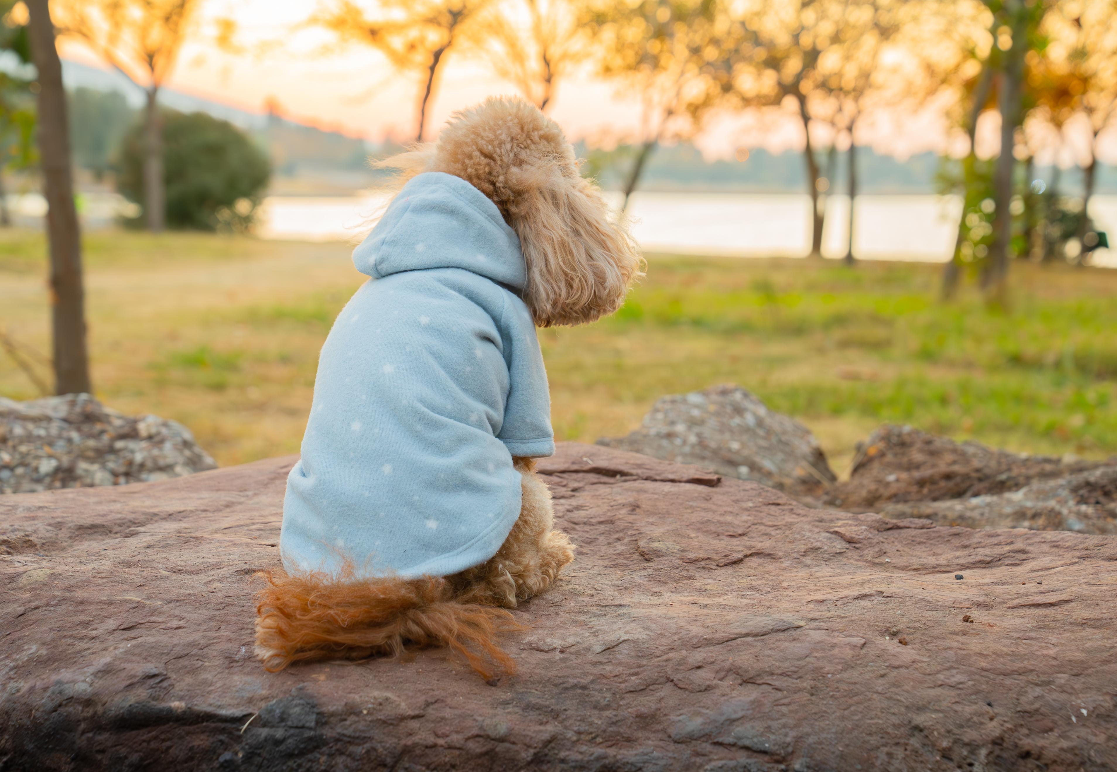 Kedi & Köpek Kıyafeti Sweatshirt Hoodie Dıştan Şardonlu Yumoş Model