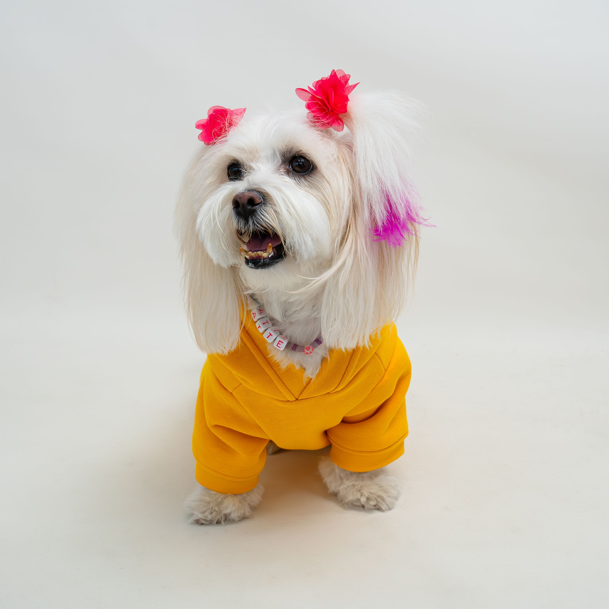 Kedi & Köpek Kıyafeti Sweatshirt - Belalı Civciv Baskılı Sarı Sweatshirt