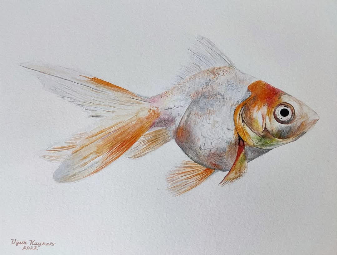 Japon Balığı (Goldfish) 2022