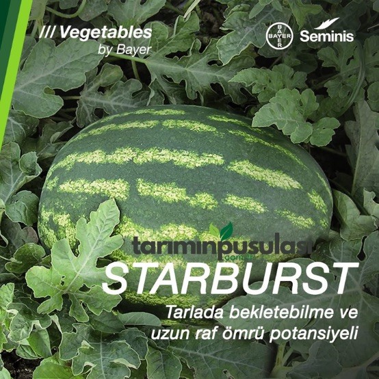 Starburst Karpuz Tohumu