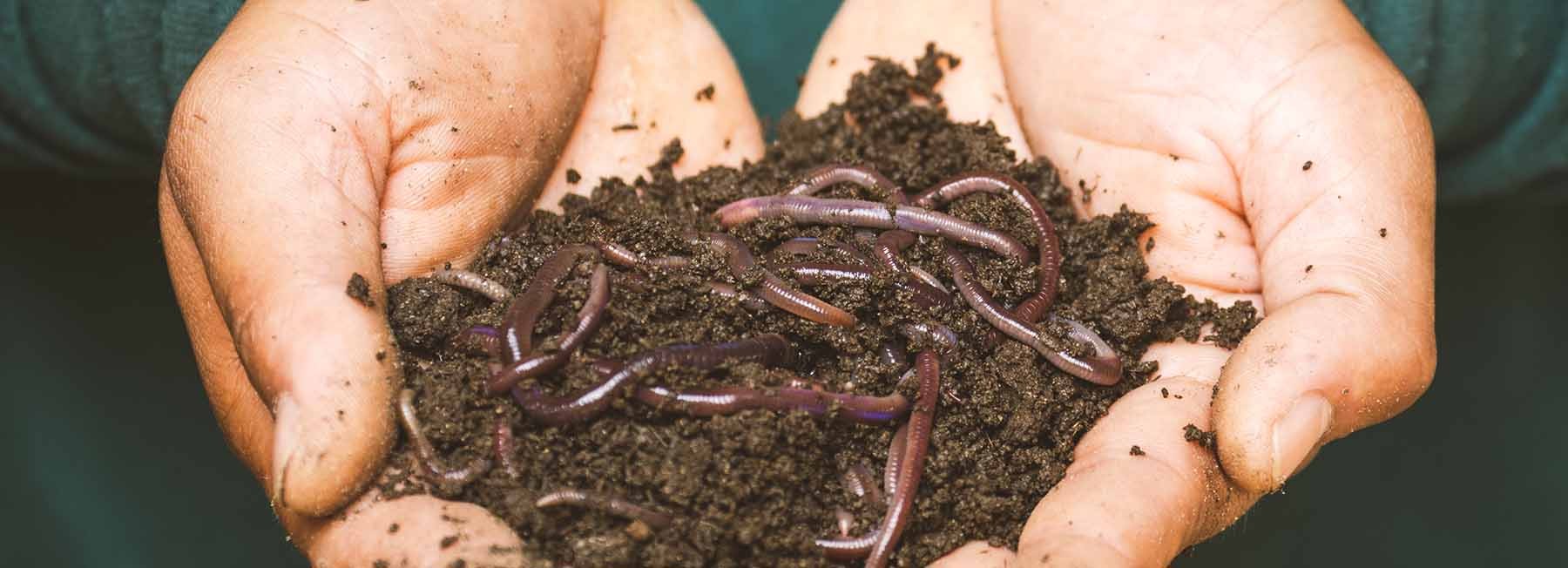 Solucan Gübresi Nedir? Doğal Tarımın Altın Anahtarı