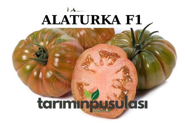 Alaturka F1 Köy Domatesi Tohumu