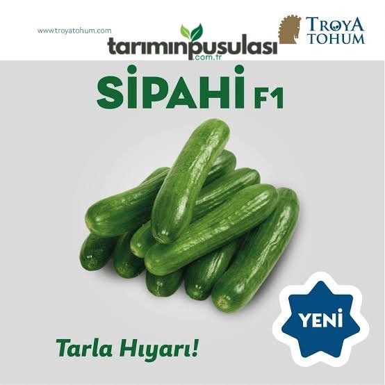 Sipahi F1 Tarla Hıyarı Tohumu