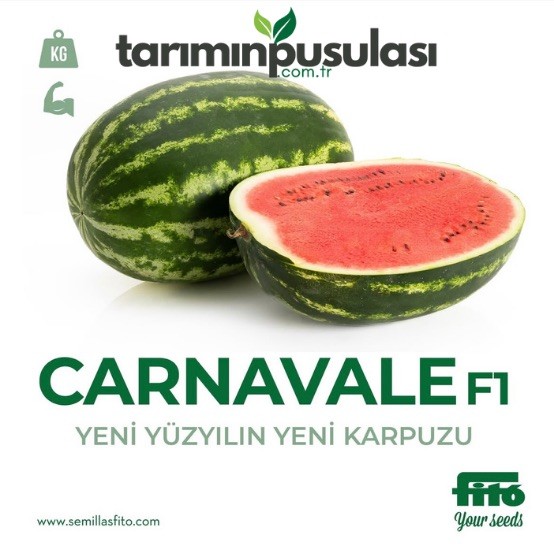 Carnavale F1 Karpuz Tohumu