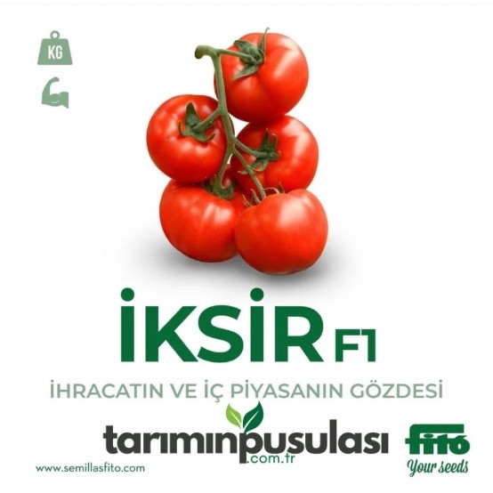 İksir F1 Domates Tohumu