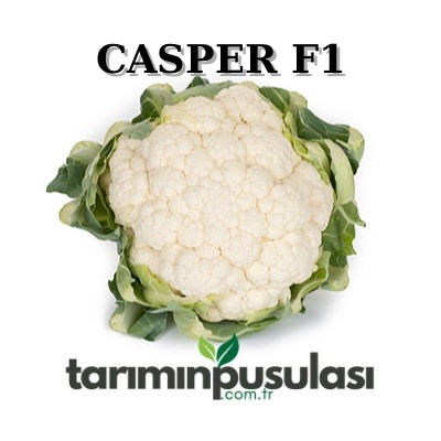 Casper F1 Karnabahar Tohumu