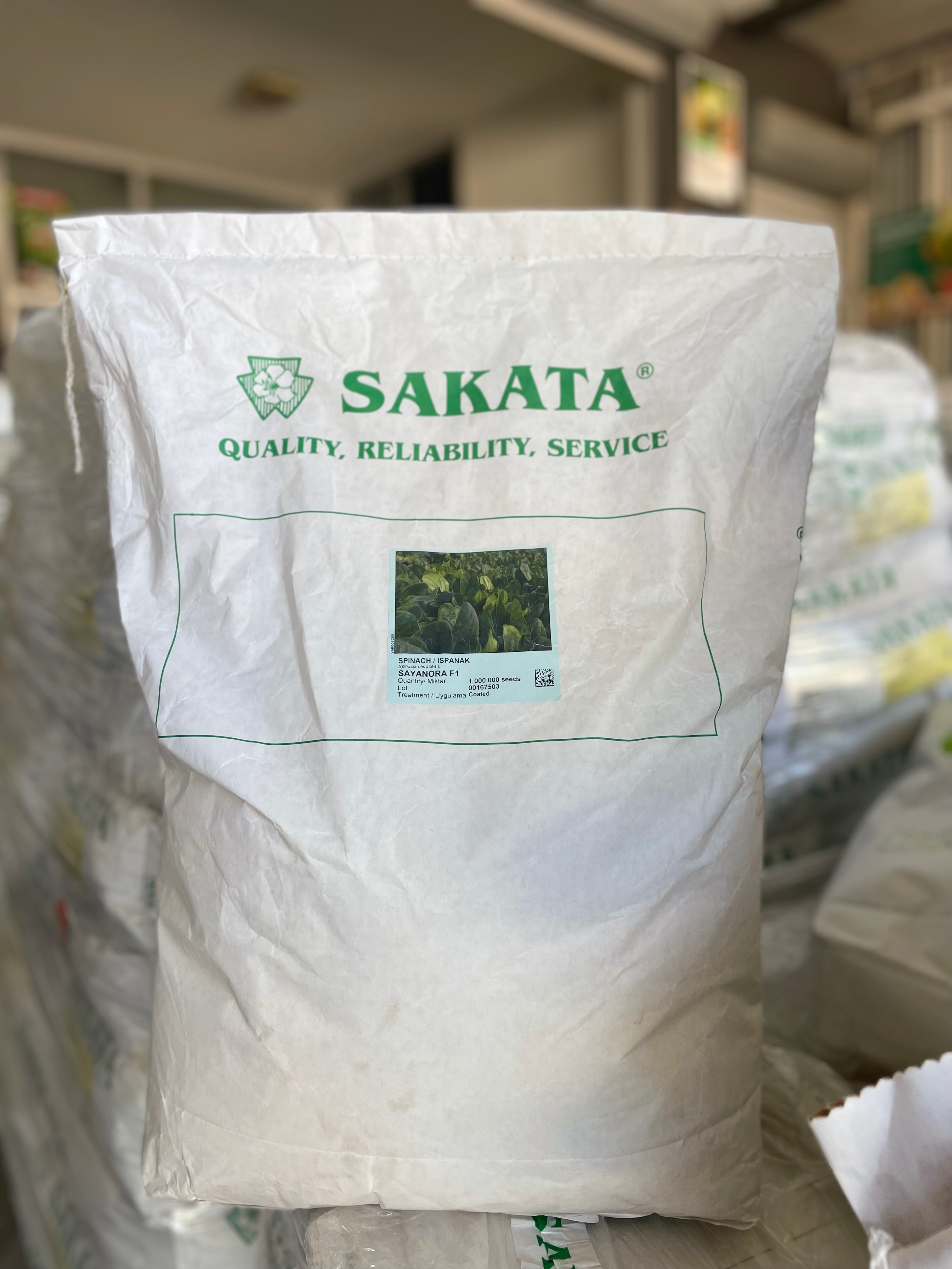 Sayanora F1 Ispanak Tohumu