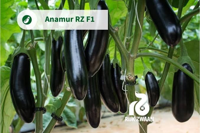 Anamur F1 Hibrit Uzun Patlıcan Tohumu 1000 Adet